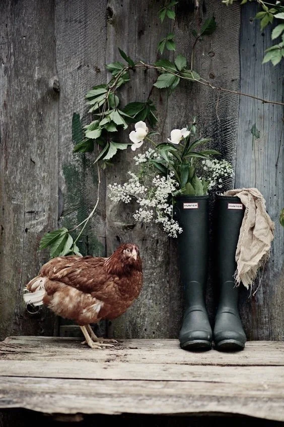 A brown chicken standing on a wooden surface beside a pair of black Hunter rain boots with a beige cloth draped over one boot. Behind them is a rustic wooden fence with green leafy branches and white flowers. Image depicts warm & cosy countryside.