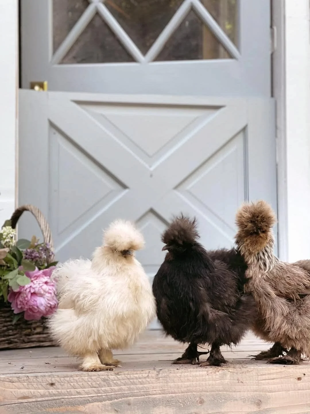 Three fluffy chickens standing on a wooden floor near a basket of pink flowers and a blue door with diamond-shaped window panes.