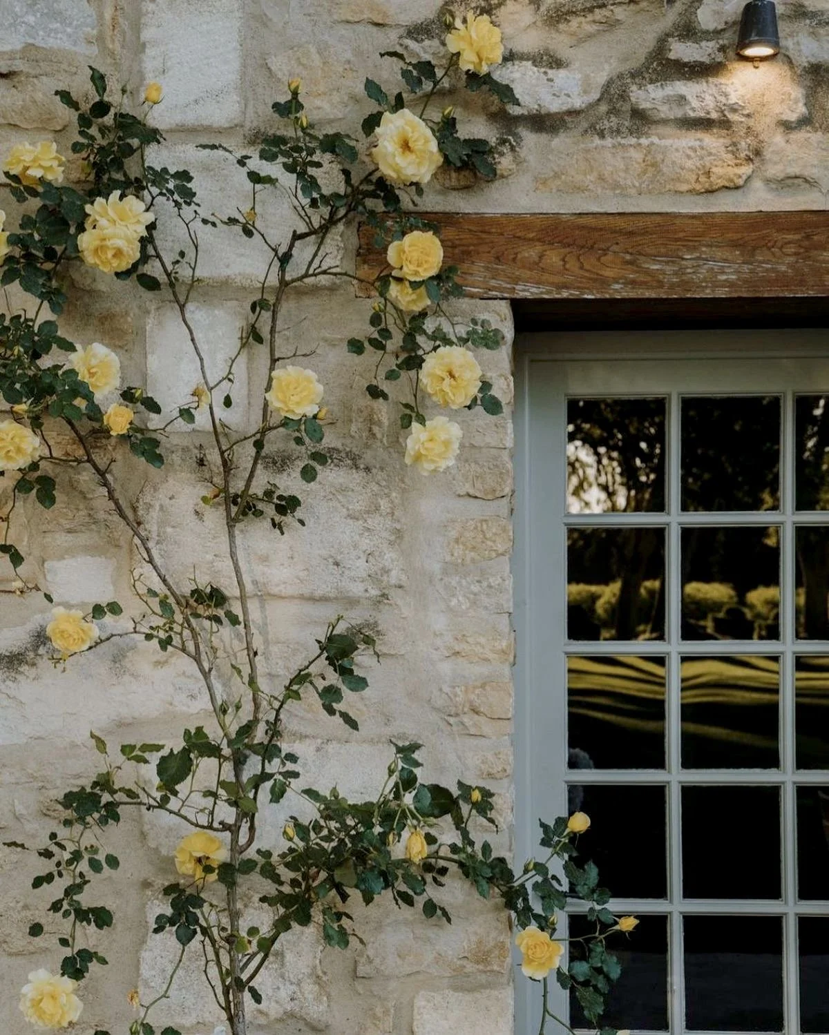 A small yellow rose bush growing against a stone wall with a window and a wooden beam, lit by outdoor lighting.