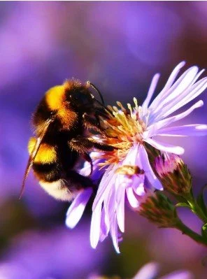 August Meeting: Denise Wilson Buzzing with Life - A Talk on Pollinators