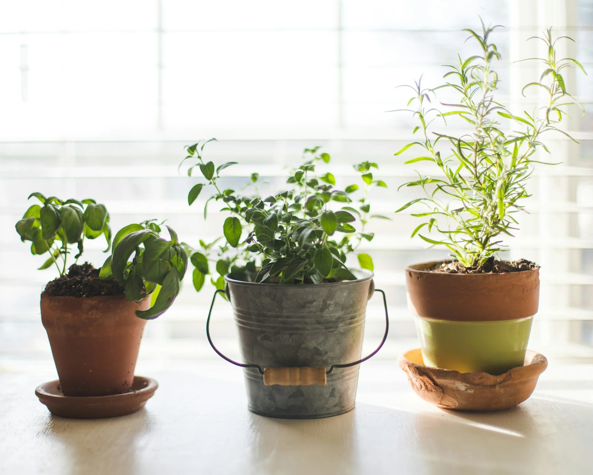 November Meeting: Houseplants: Bringing the Garden Indoors