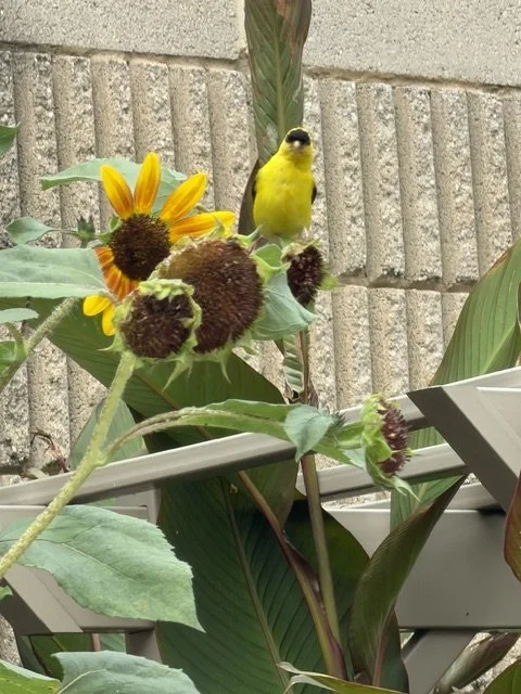 Goldfinch loving the habitat at Peachtree Elementary