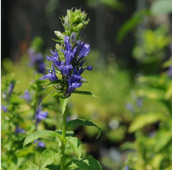October Meeting: Discover the Beauty of Georgia’s Native Plants