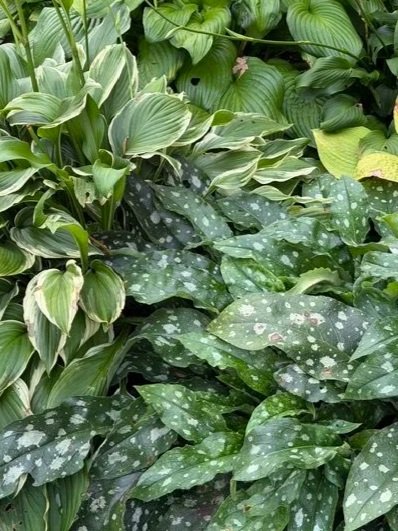 Workshop: Learn How to Divide Your Hostas &amp; Perennials