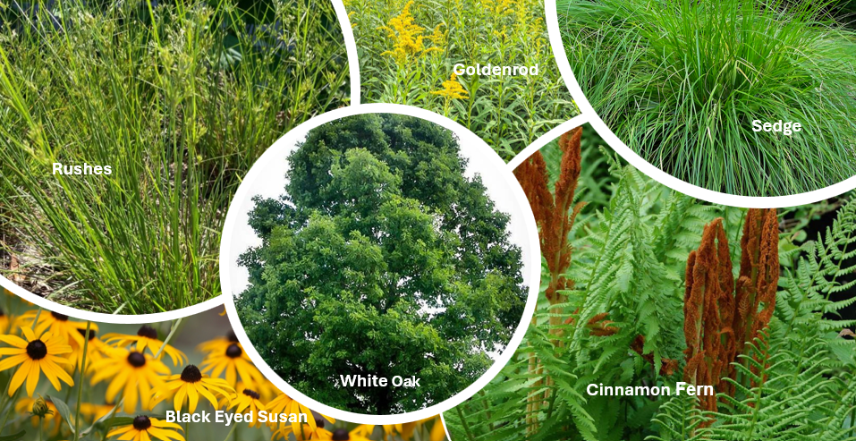 What’s Ahead for the PTC Botanical Garden