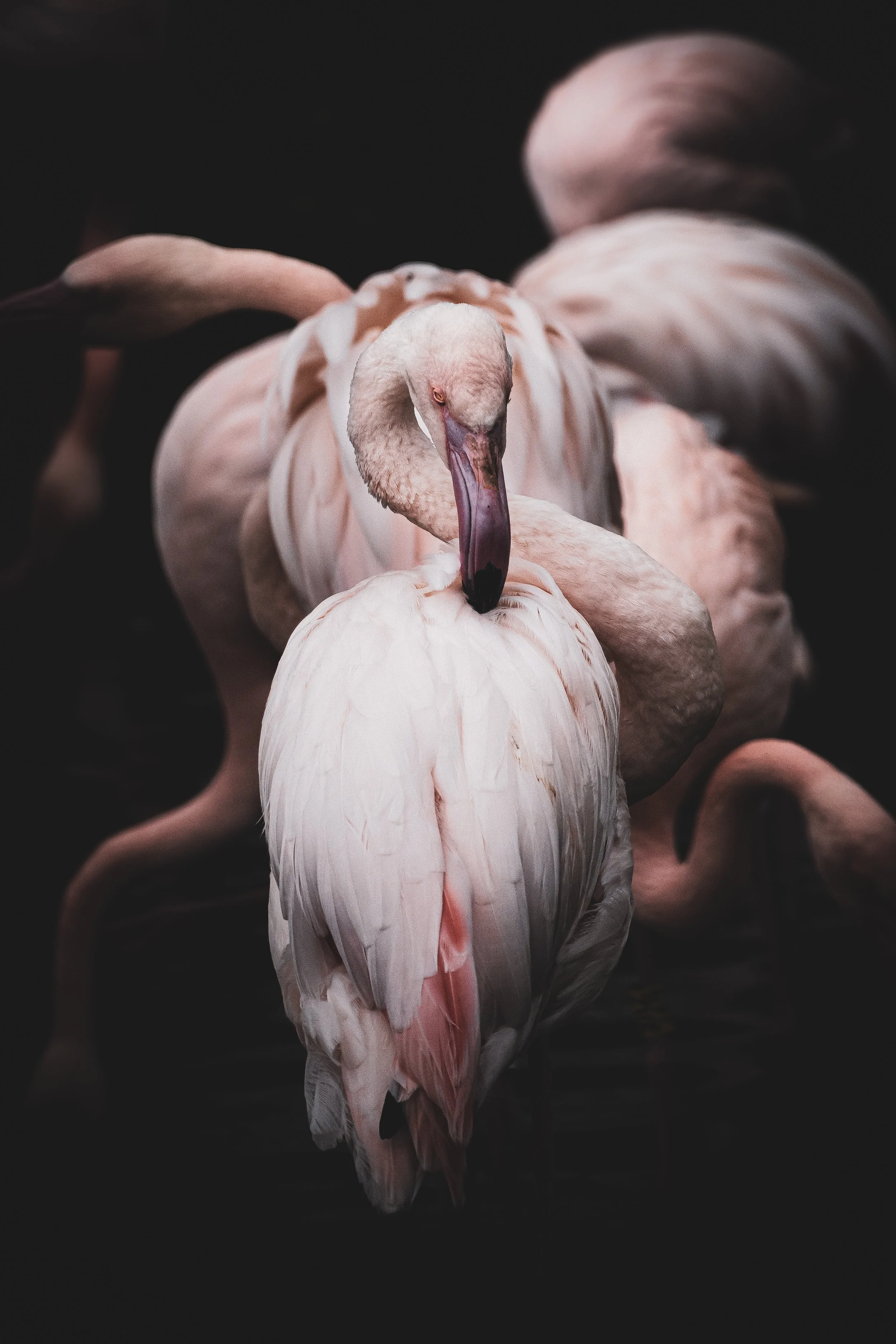 Silent elegance: Soft pink tones framed by dark contrast, Bratislava, Slovakia