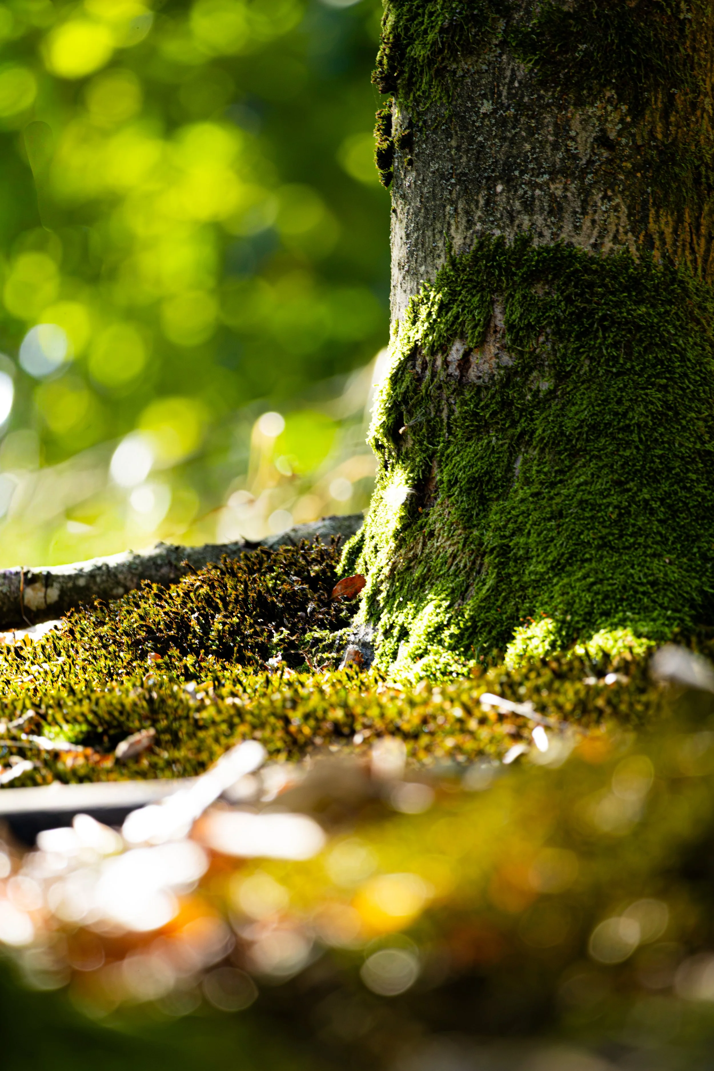 Emerald Silence-The Poetry of Light and Moss.jpg