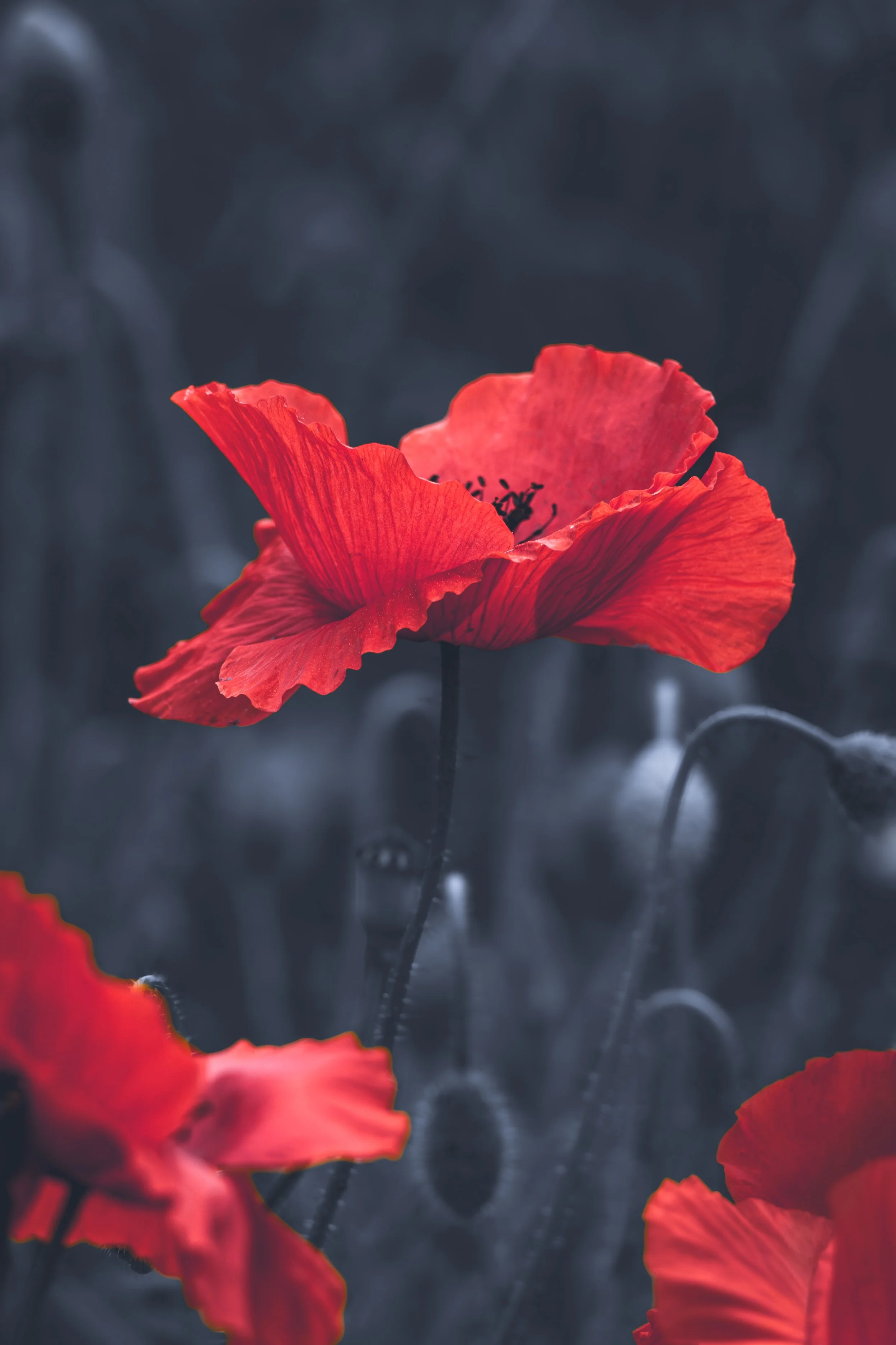 Red passion: Intense color rendered against a moody, desaturated background, Bratislava, Slovakia