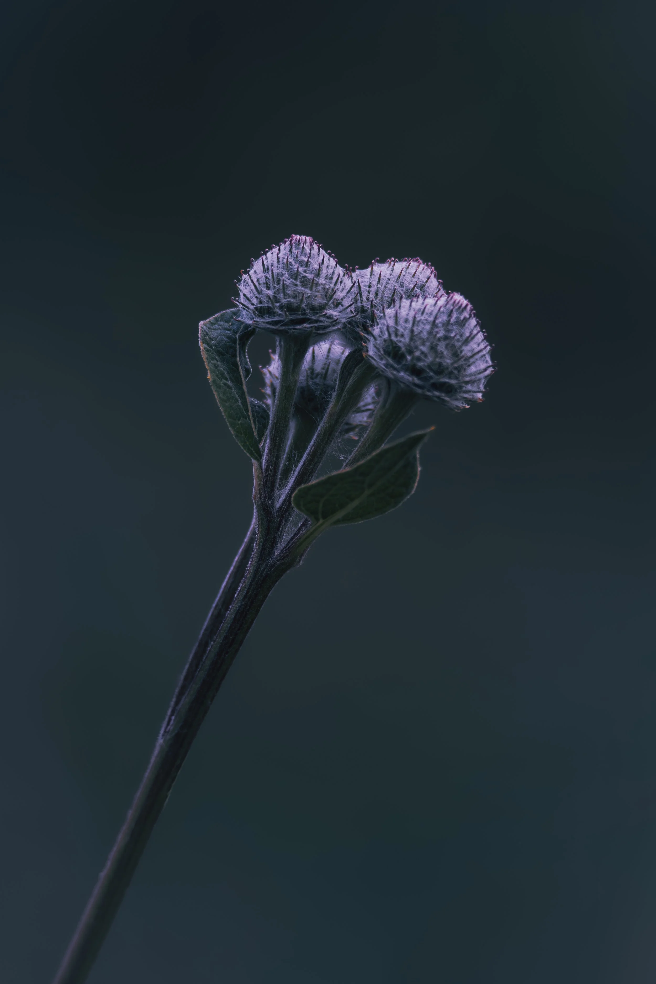 Silver Threads- Wild Botanical Geometry.jpg