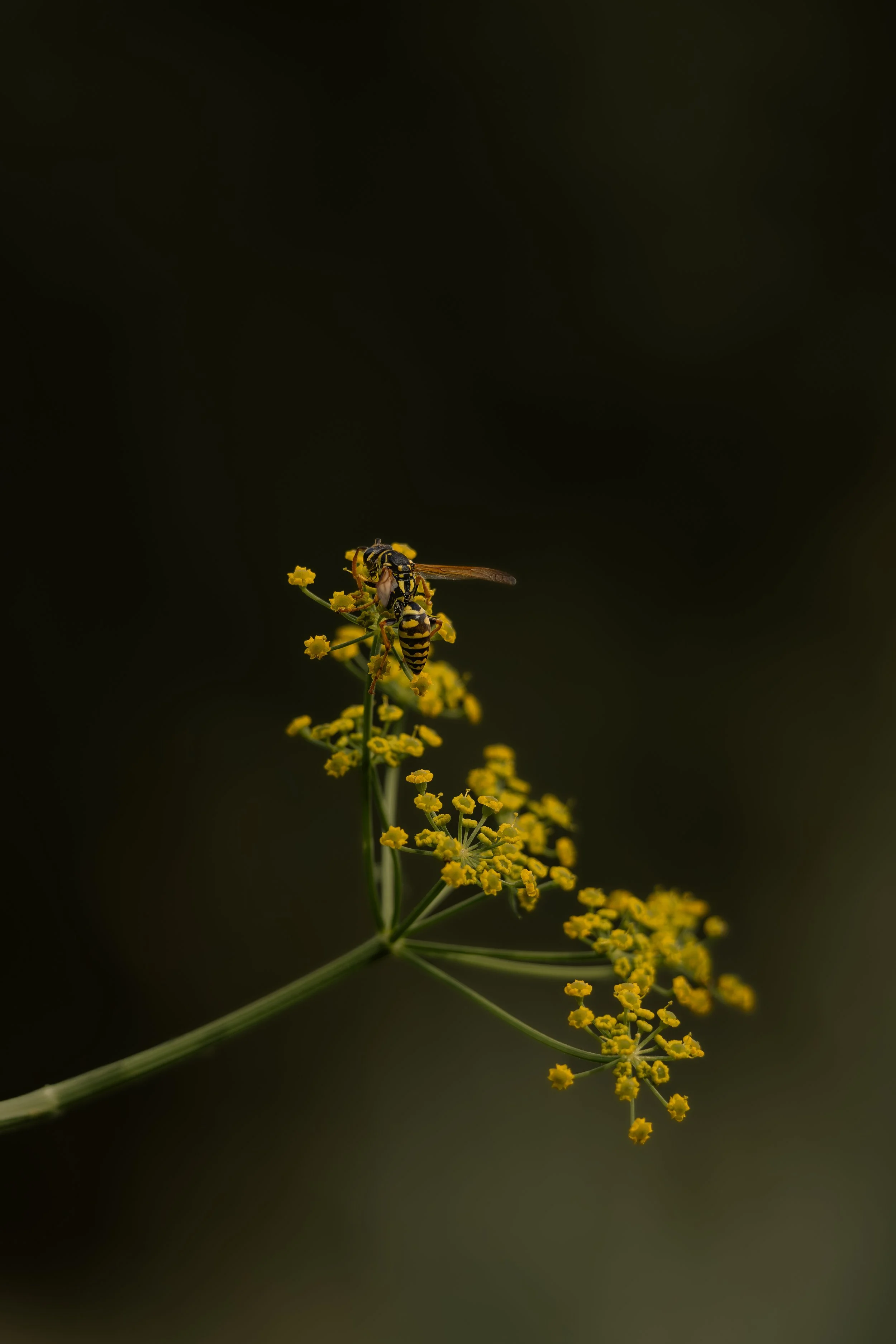 The wasp & the fennel bloom: Delicate forms rendered in deep contrast, Bratislava, Slovakia