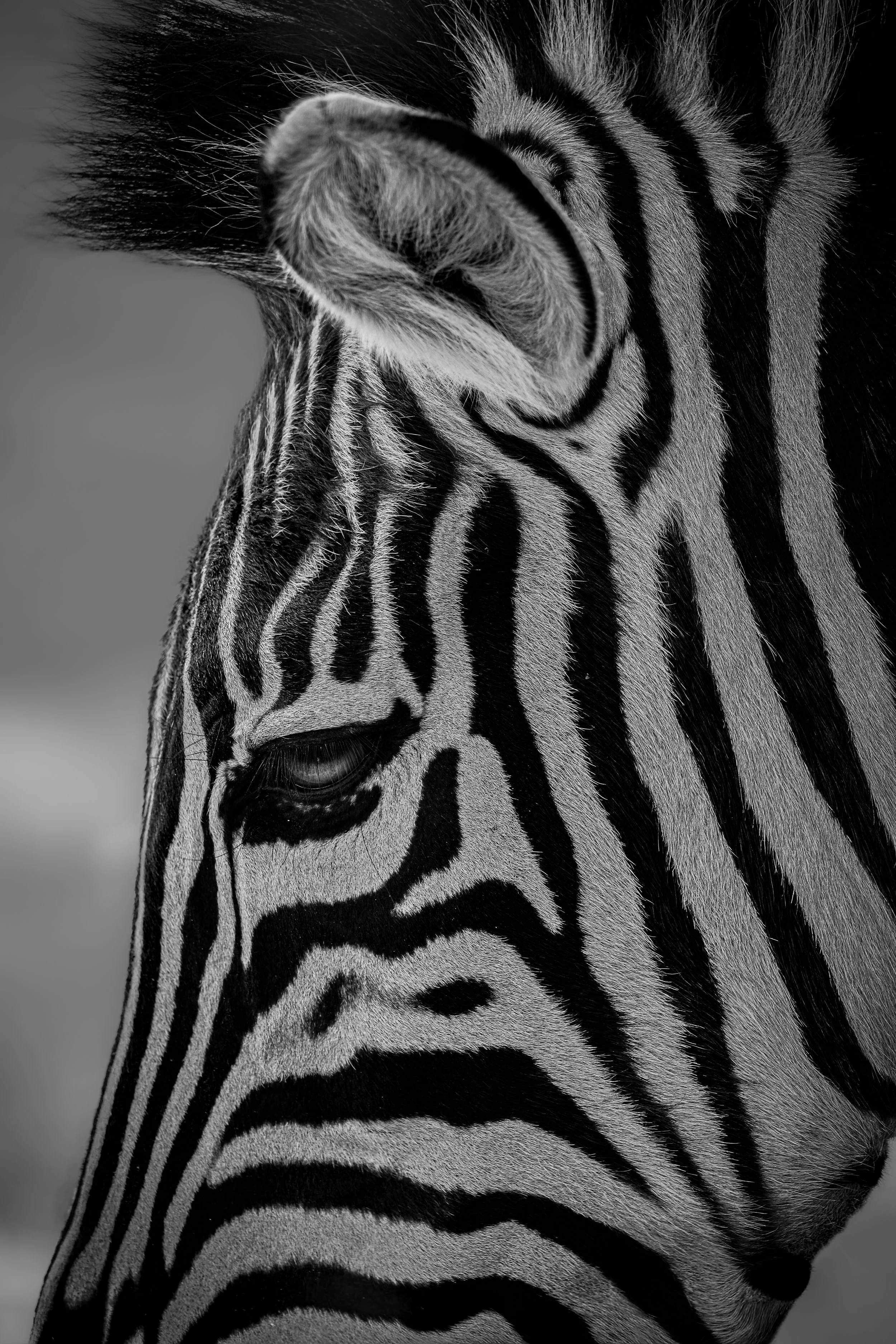 Quiet majesty: Striking patterns in monochrome, Györ, Hungary