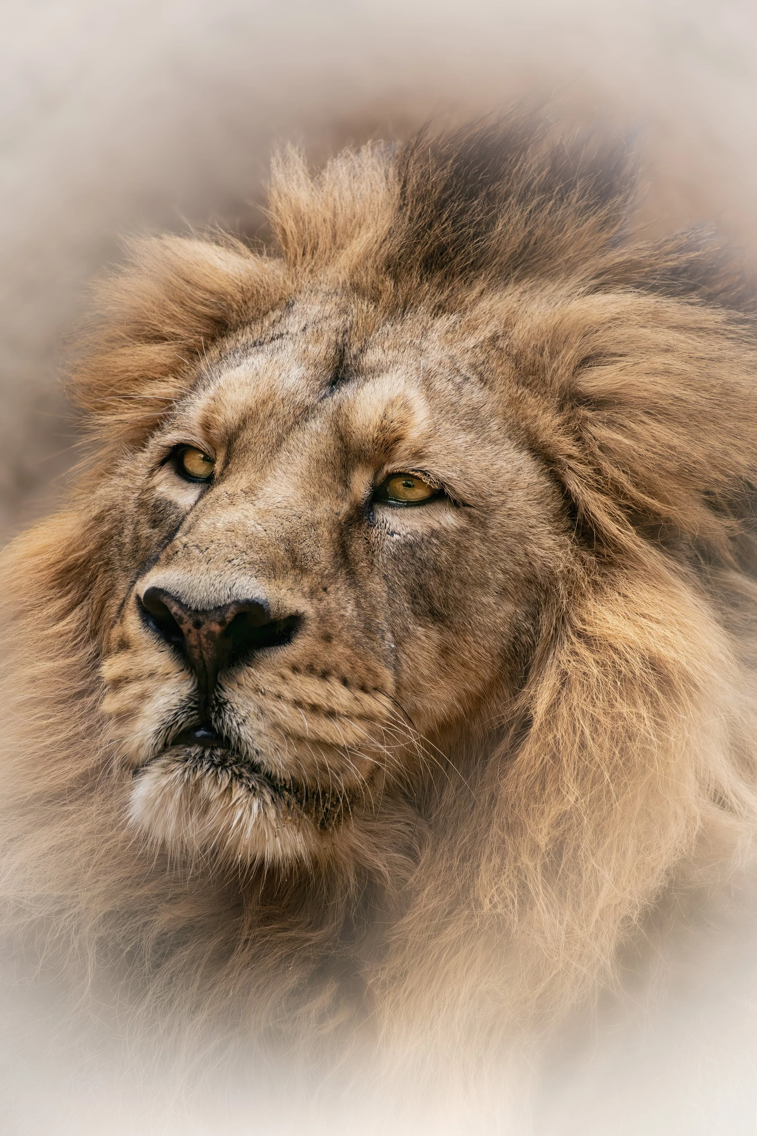 Wisdom of the king: A quiet, regal gaze, Ostrava, Czech Republic