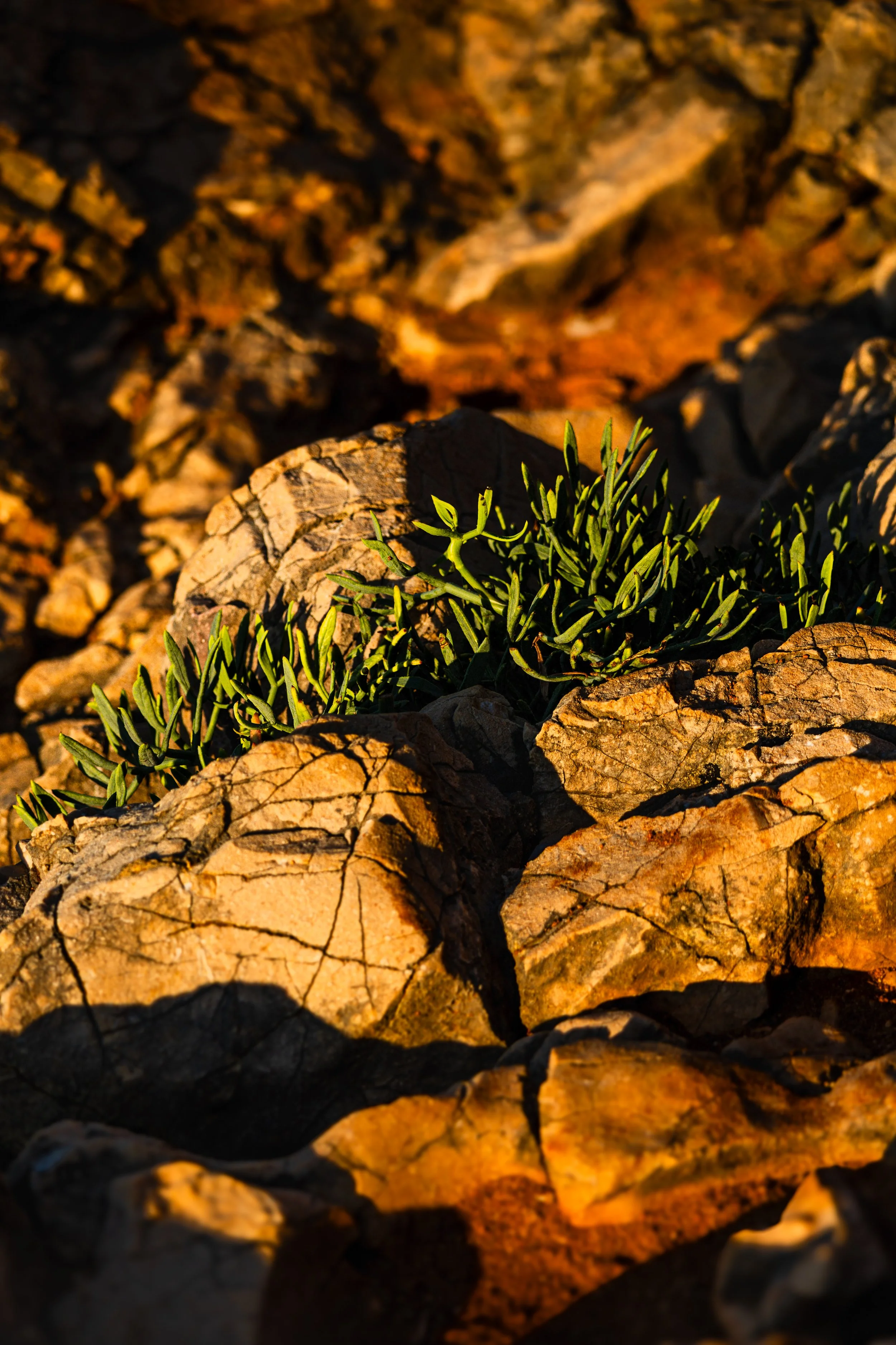 Life in the Red Rocks.jpg