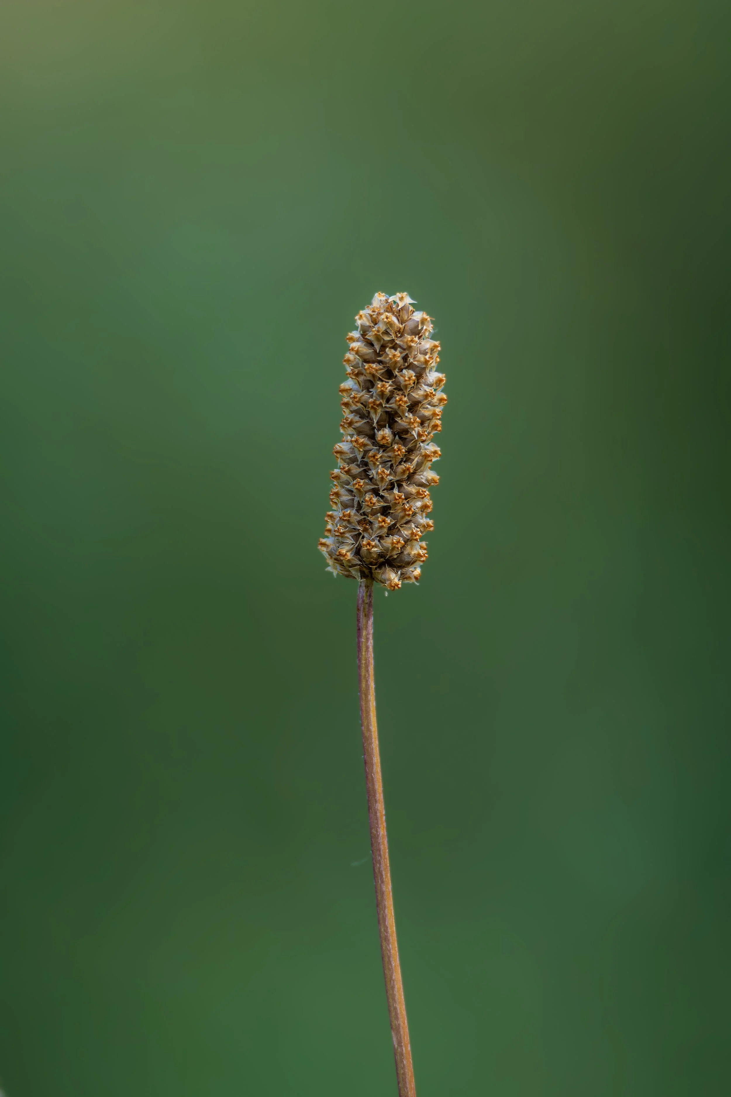 Quiet balance: Natural simplicity in soft light, Bratislava, Slovakia