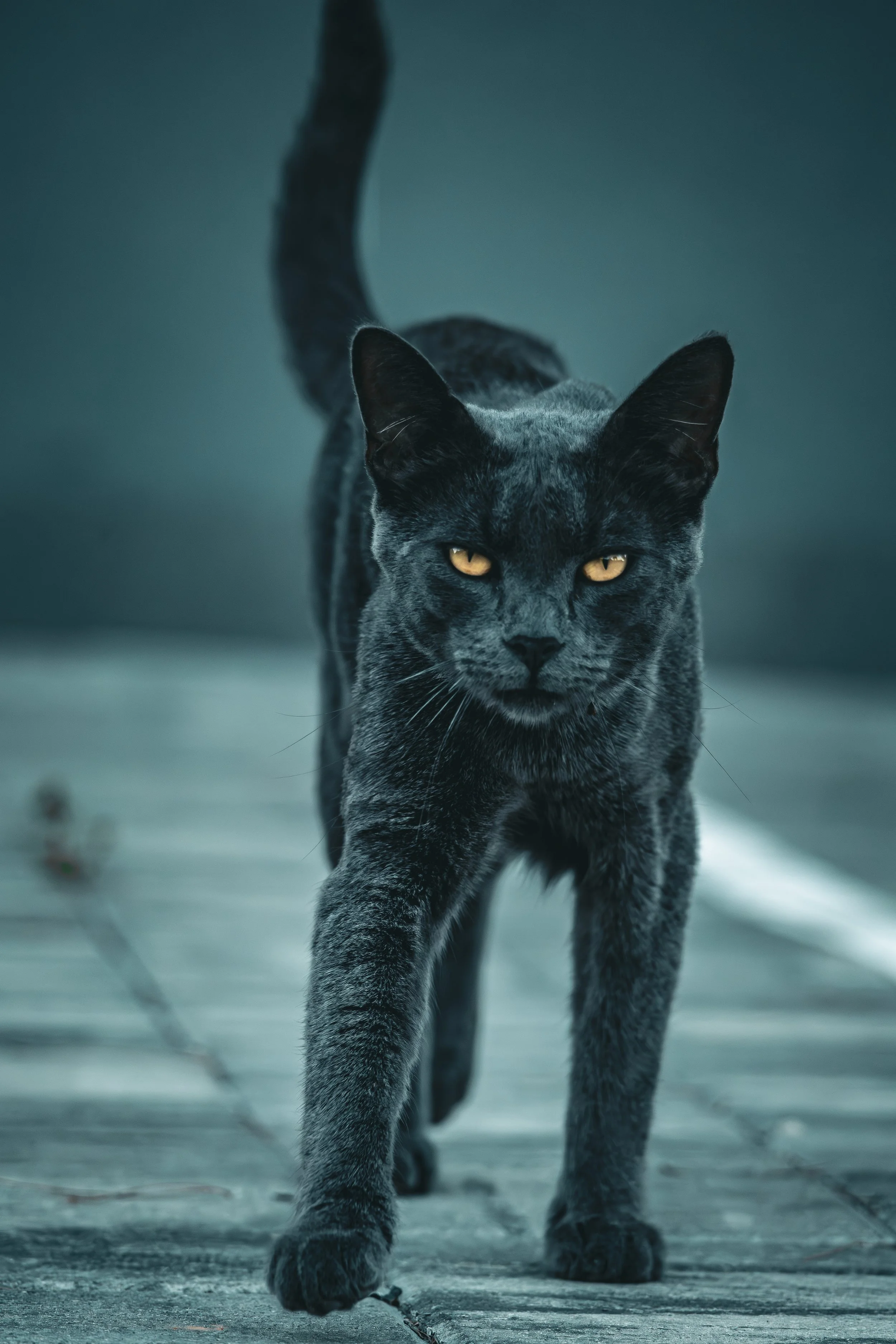 The essence of the grey cat: A silent, confident stride through the shadows, Vir Island, Croatia