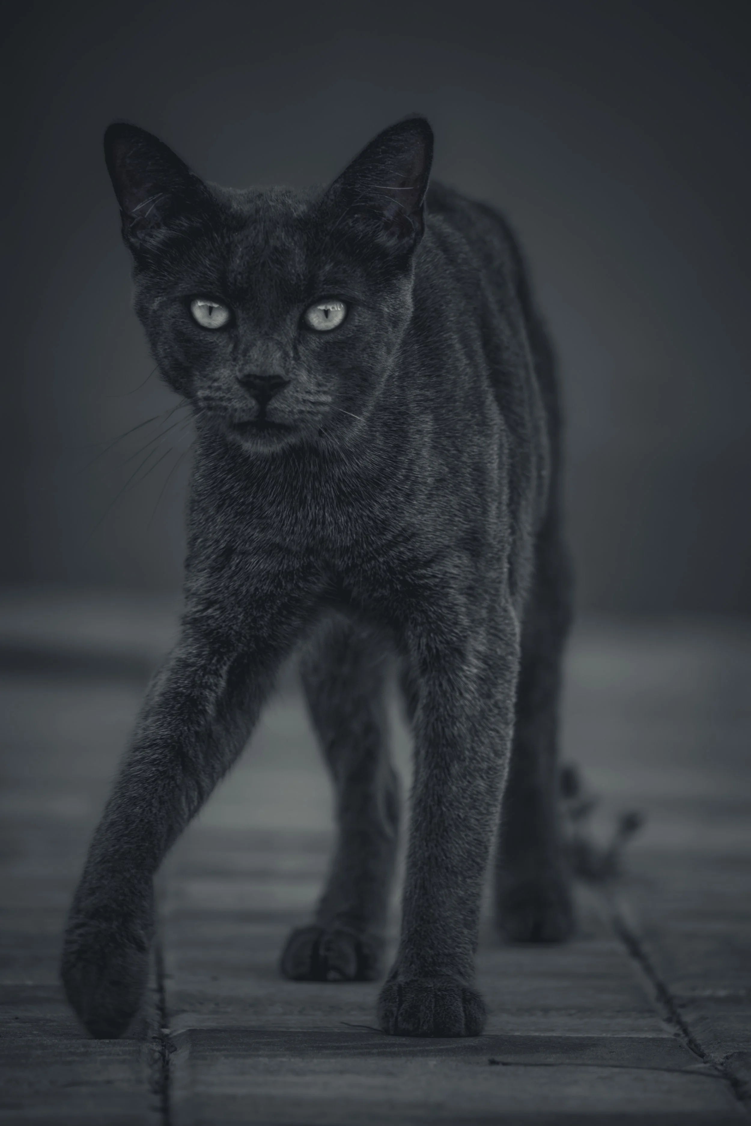 Timeless character: A striking pose rendered in rich monochrome, Vir Island, Croatia