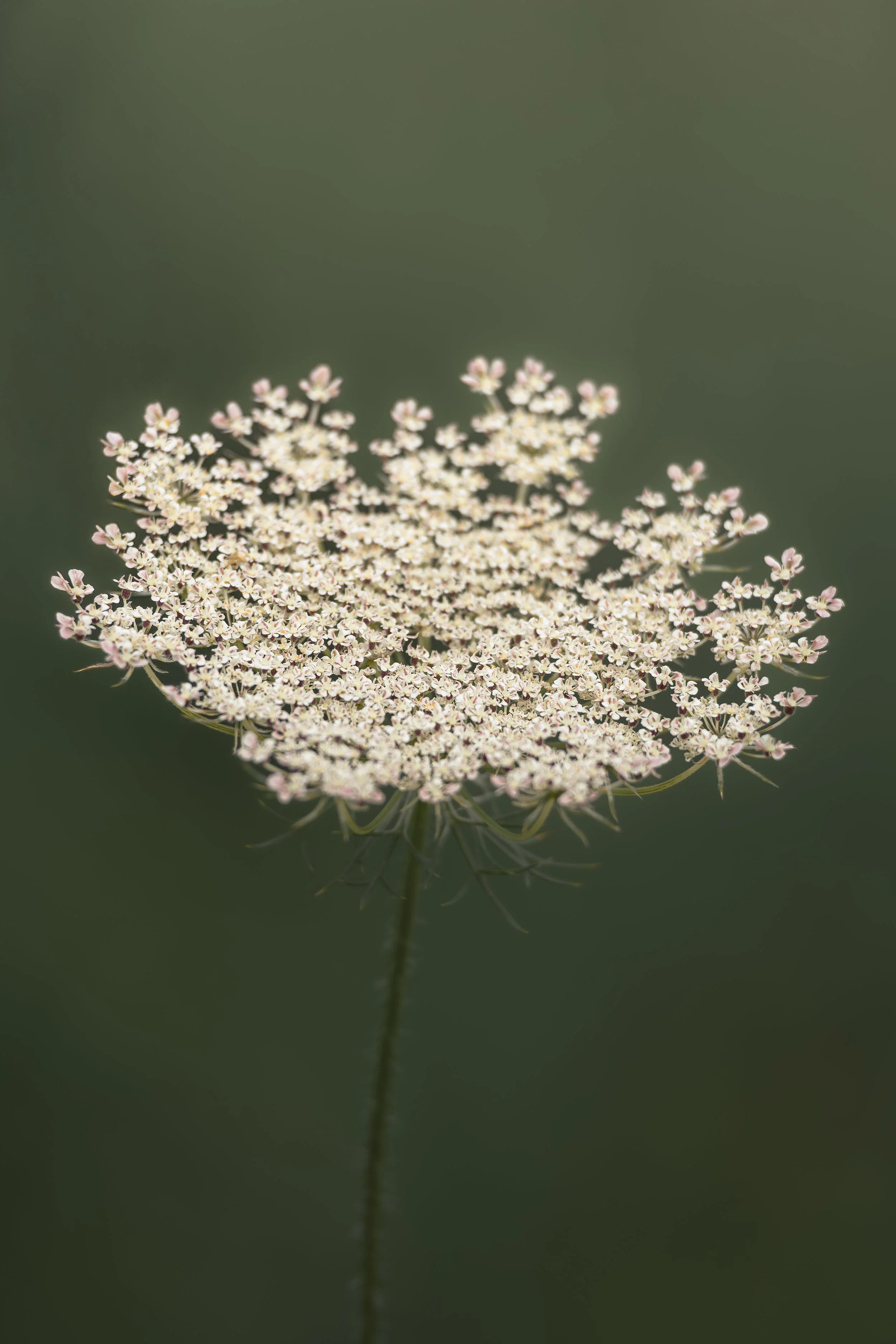 Untamed Lace.jpg