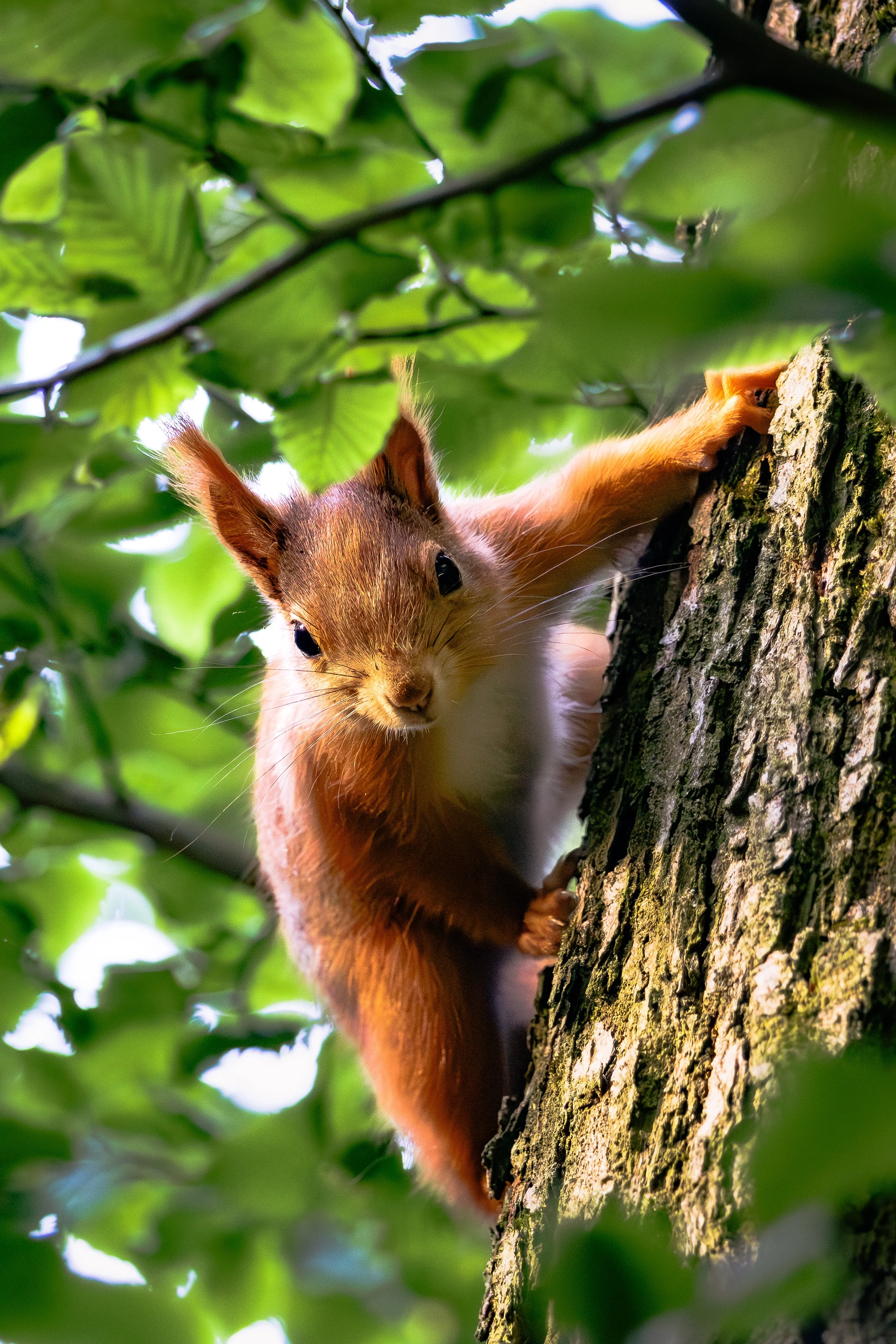 Curious look: A playful moment in the canopy, Kozmické ptačí louky, Czech Republic
