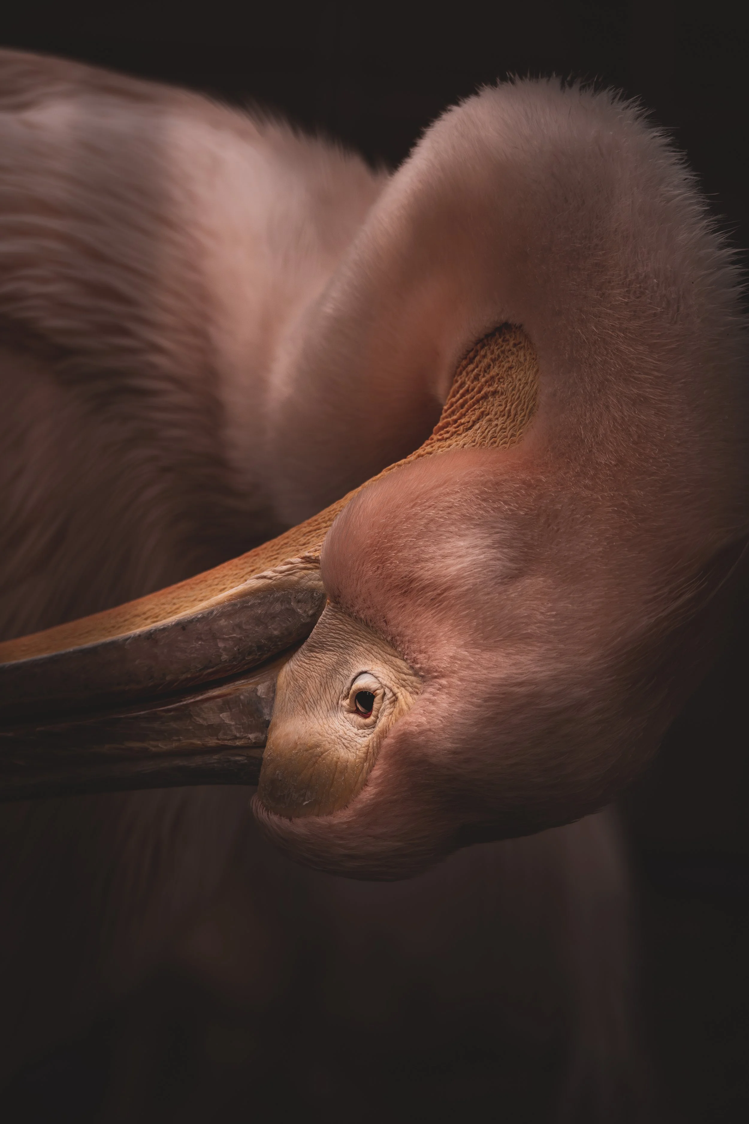 Geometry of stillness:

An intimate portrait of pelican emerging from the dark, Bratislava, Slovakia