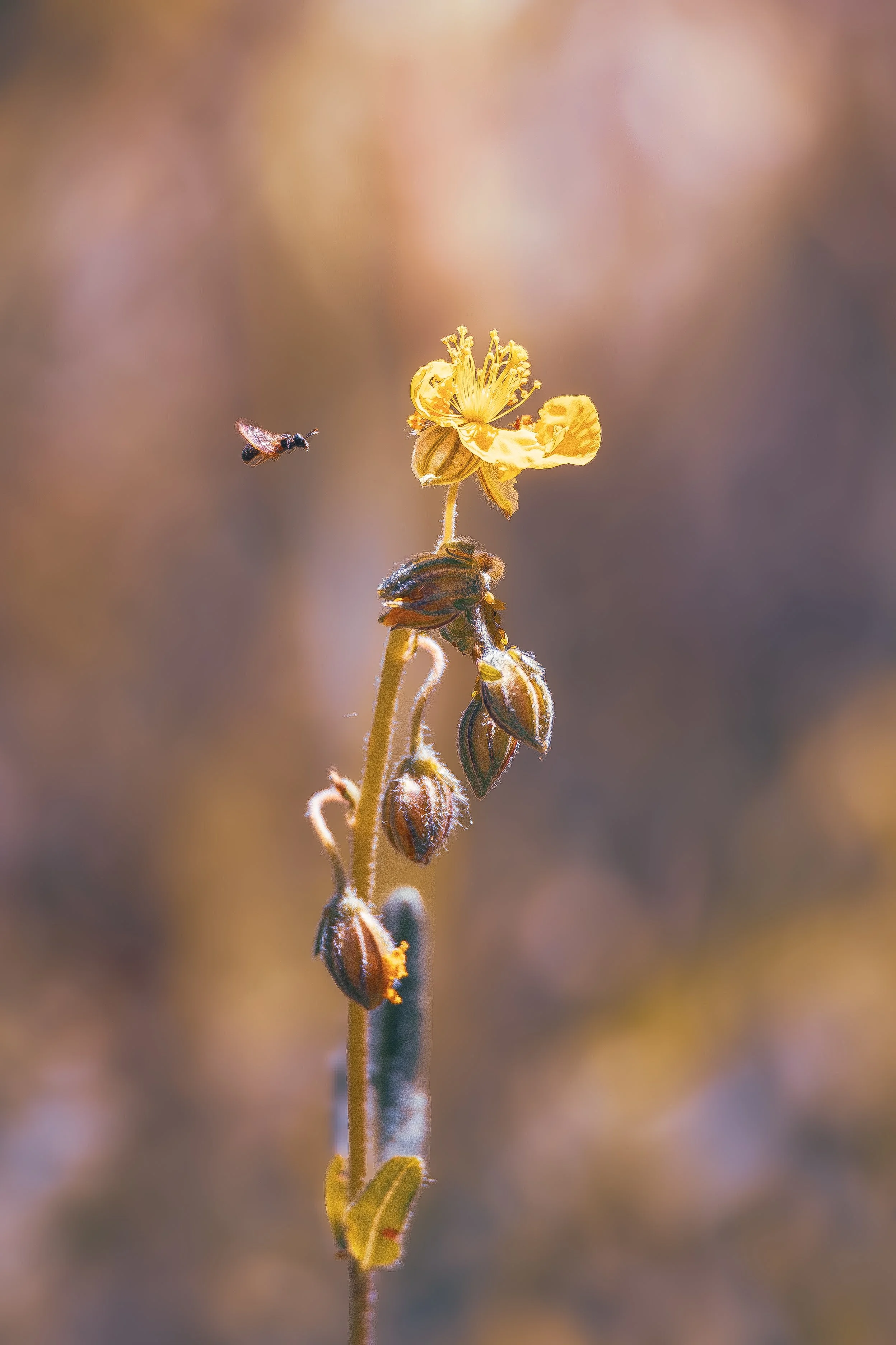 Flight to yellow1.jpg
