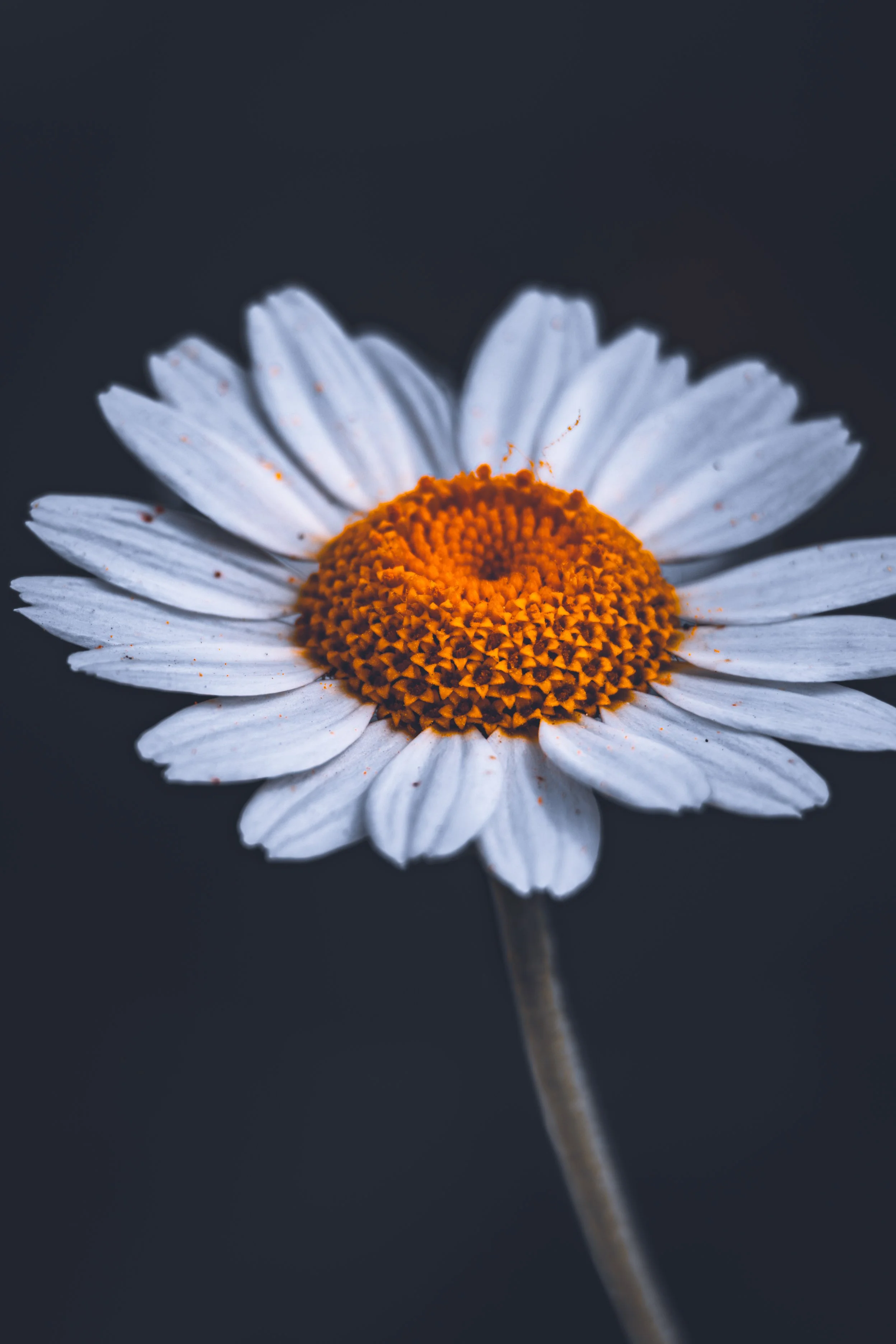 Depth of Chamomile: Radiant symmetry highlighted in low-key light, Bratislava, Slovakia