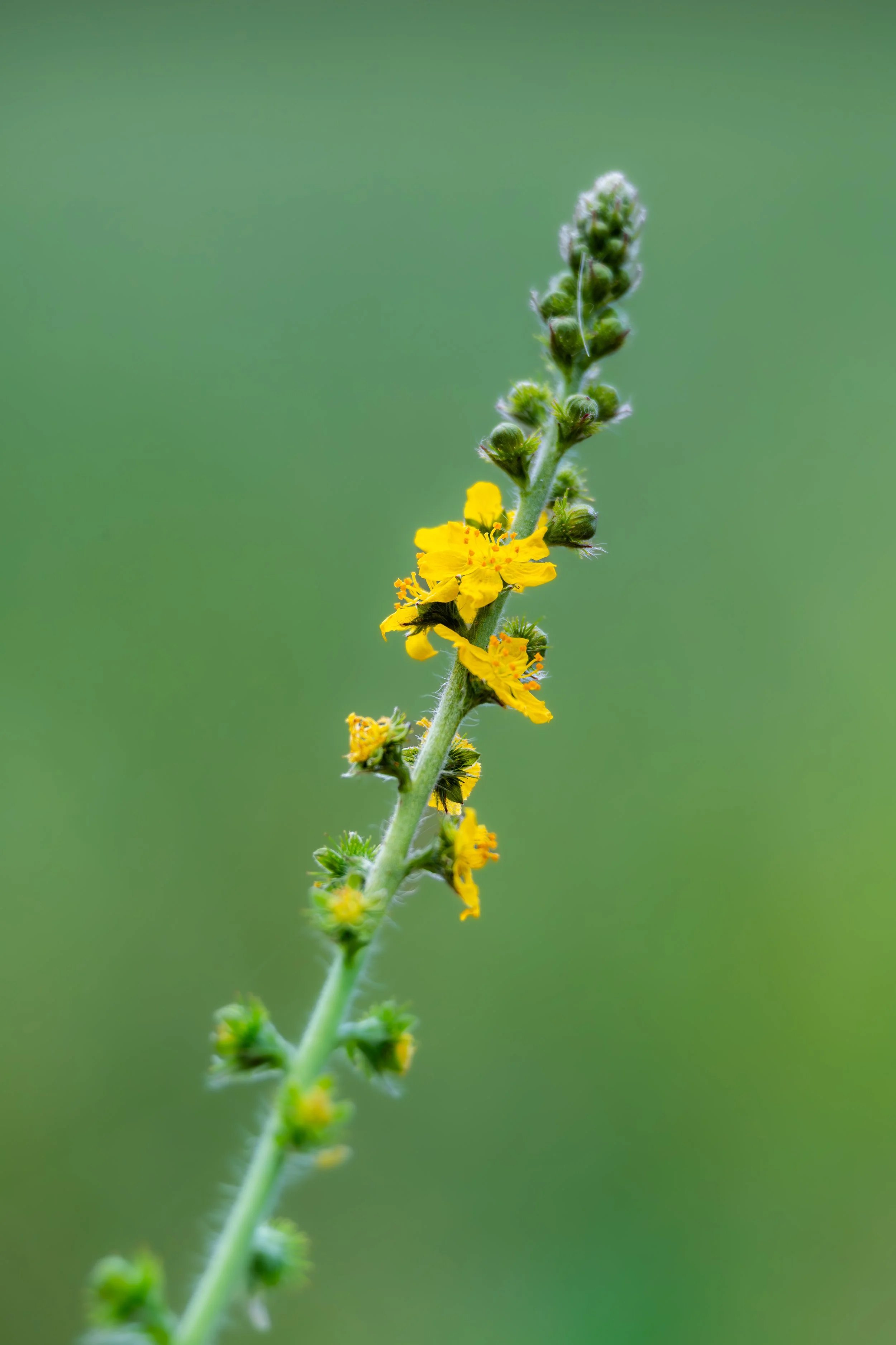 Vibrant agrimony: Delicate floral details against a soft green bokeh, Bratislava, Slovakia