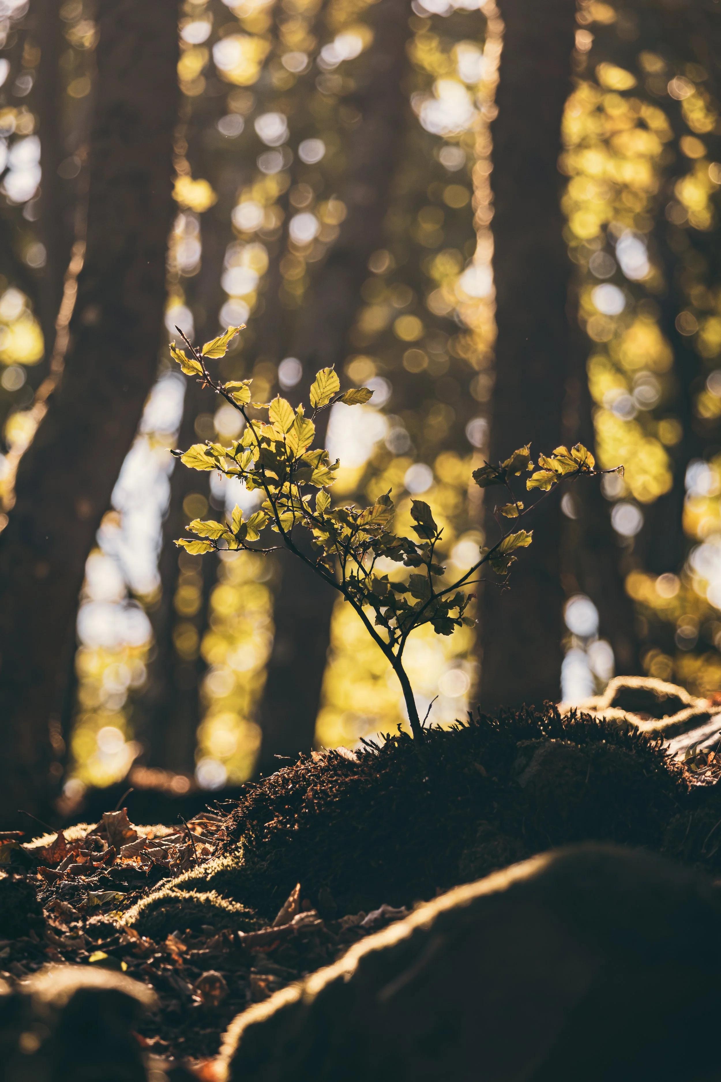 Crown of Light-A Dance in the Embrace of the Forest.jpg