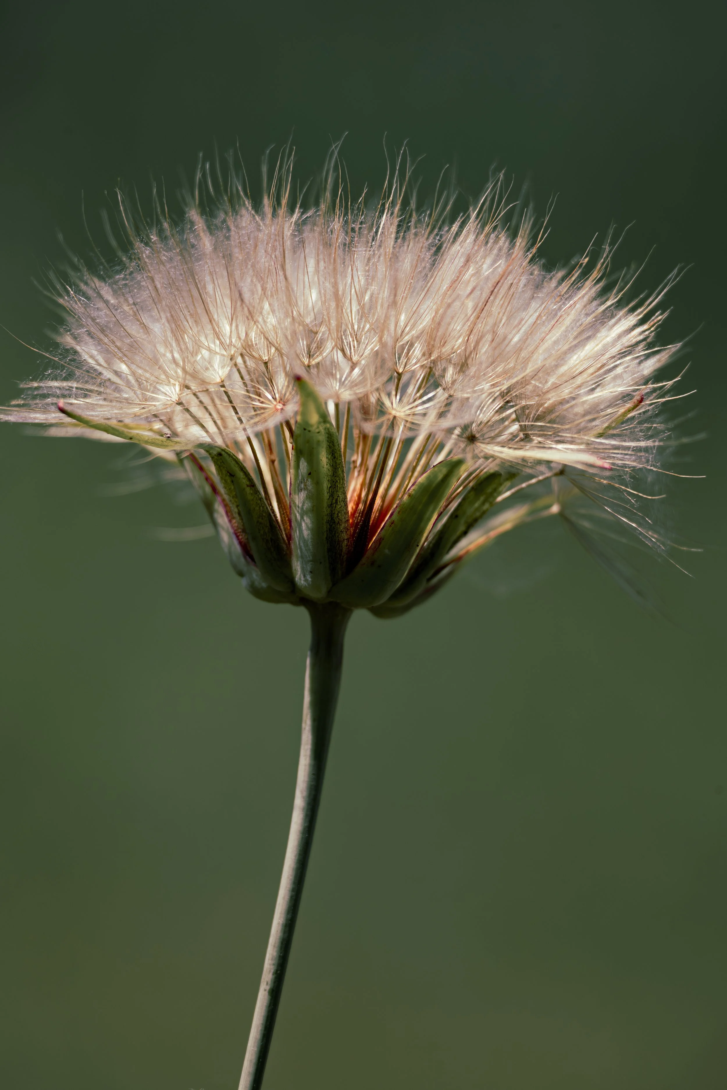 Nature's crown.jpg
