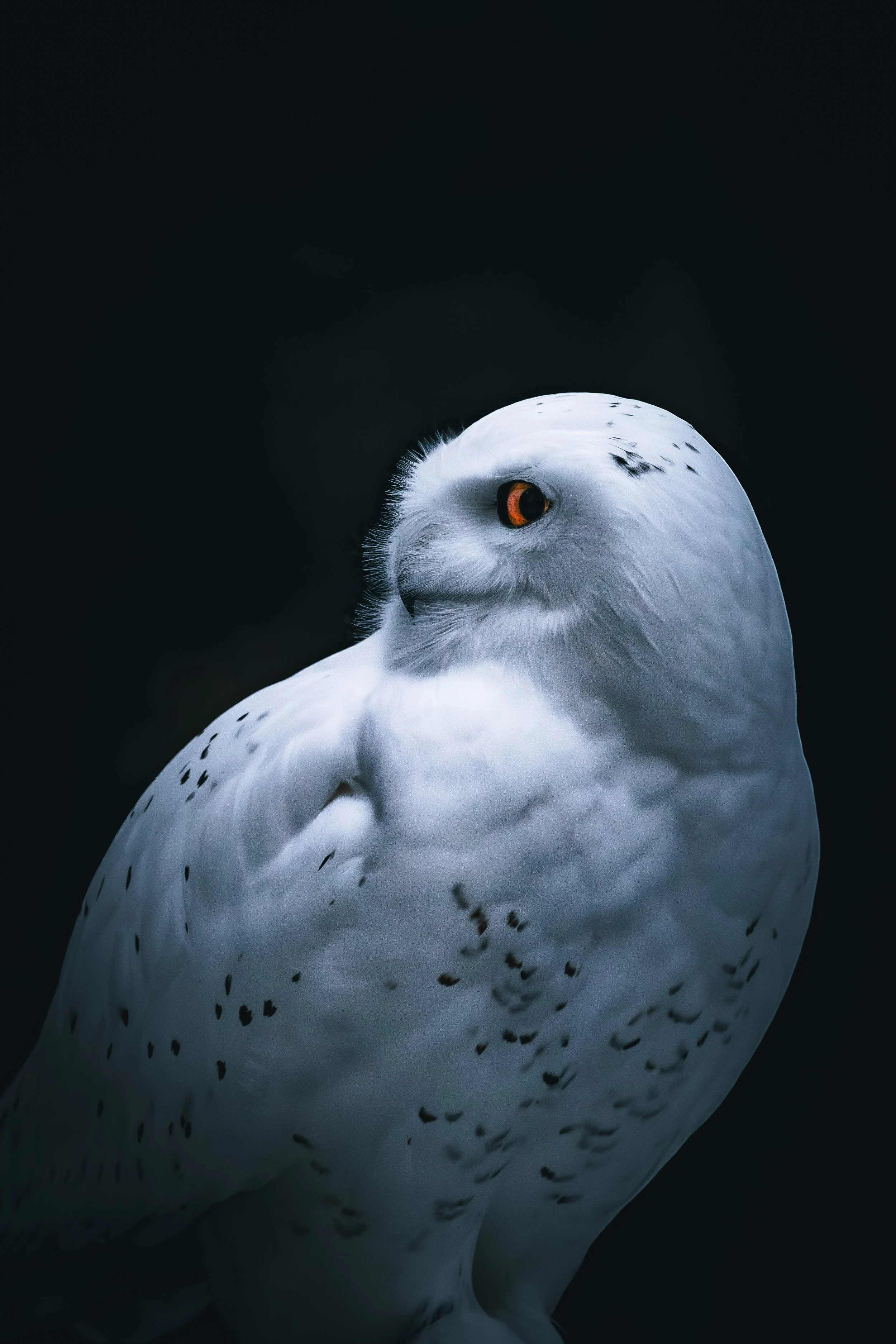 Silent guardian: A watchful gaze emerging from the shadows, Ostrava, Czech Republic 