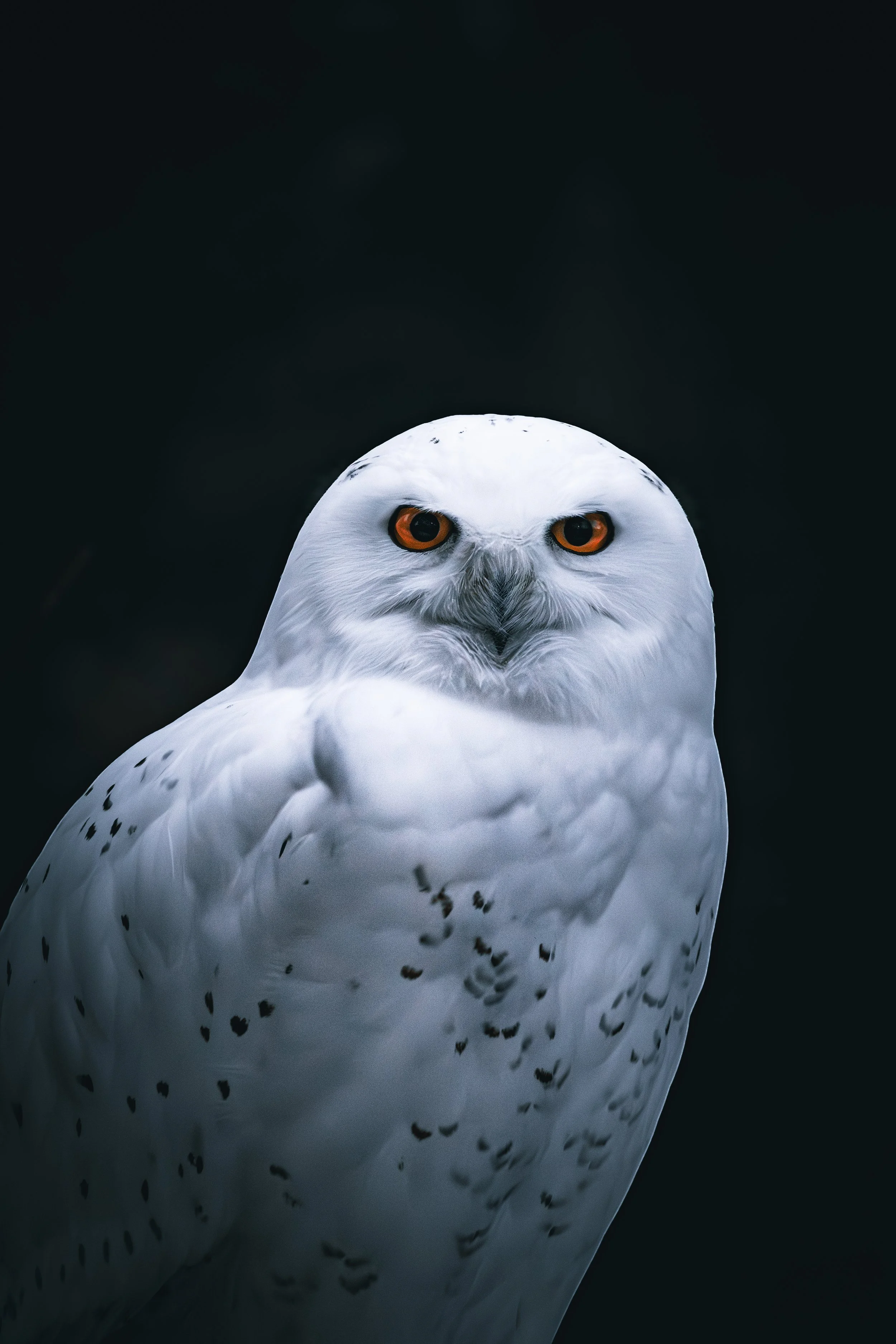 Royal gaze: An intense encounter with the snowy owl, Ostrava, Czech Republic 