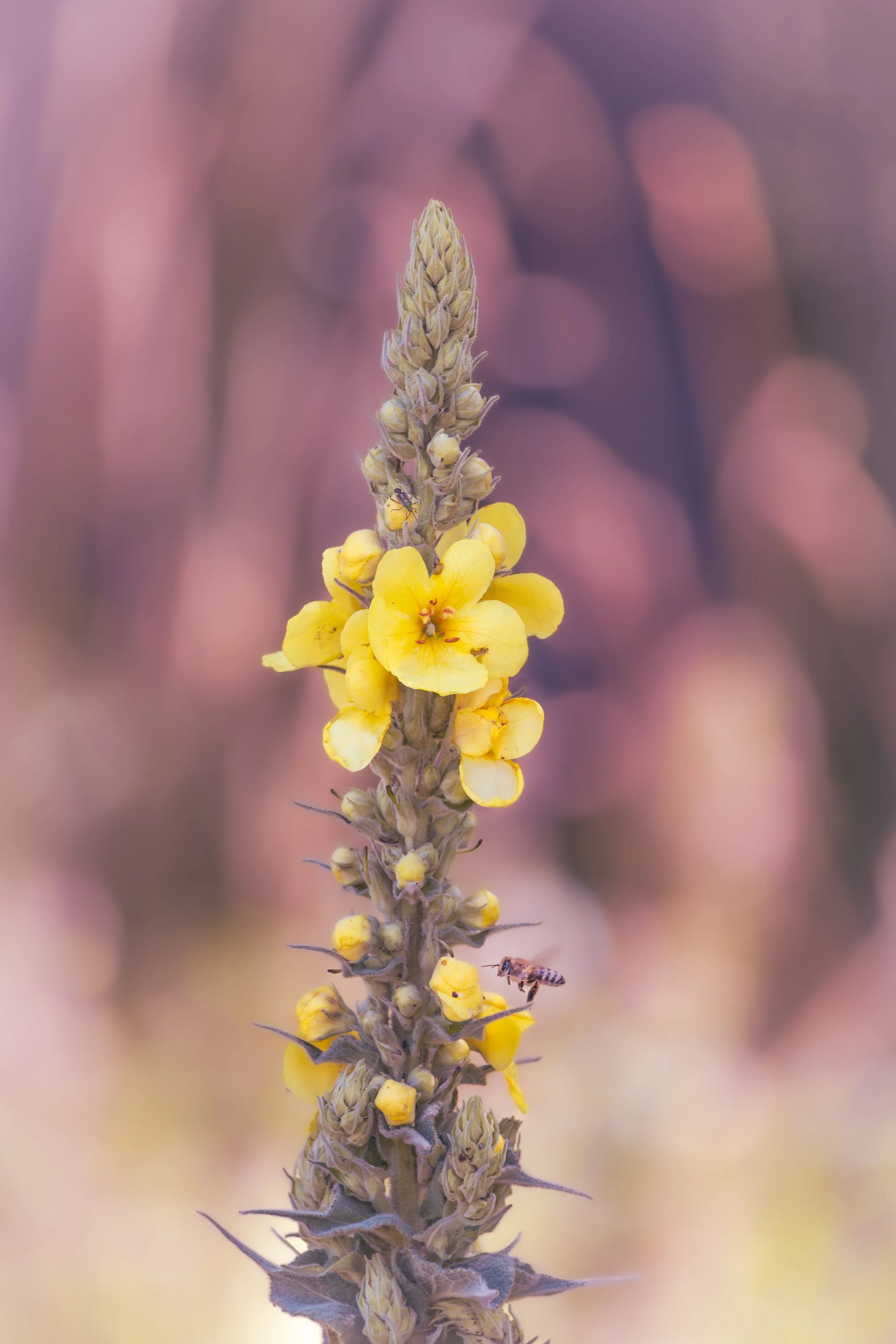 Silent dialogue: Nature's details in soft pastel light, Bratislava, Slovakia