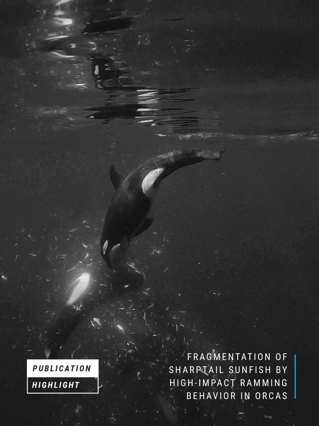 Publication Highlight // Fragmentation of sharp-tail sunfish (Masturus lanceolatus) caused by high-impact ramming behavior in orcas (Orcinus orca)

Orcas are among the ocean's most intelligent predators, continually revealing new and complex hunting 