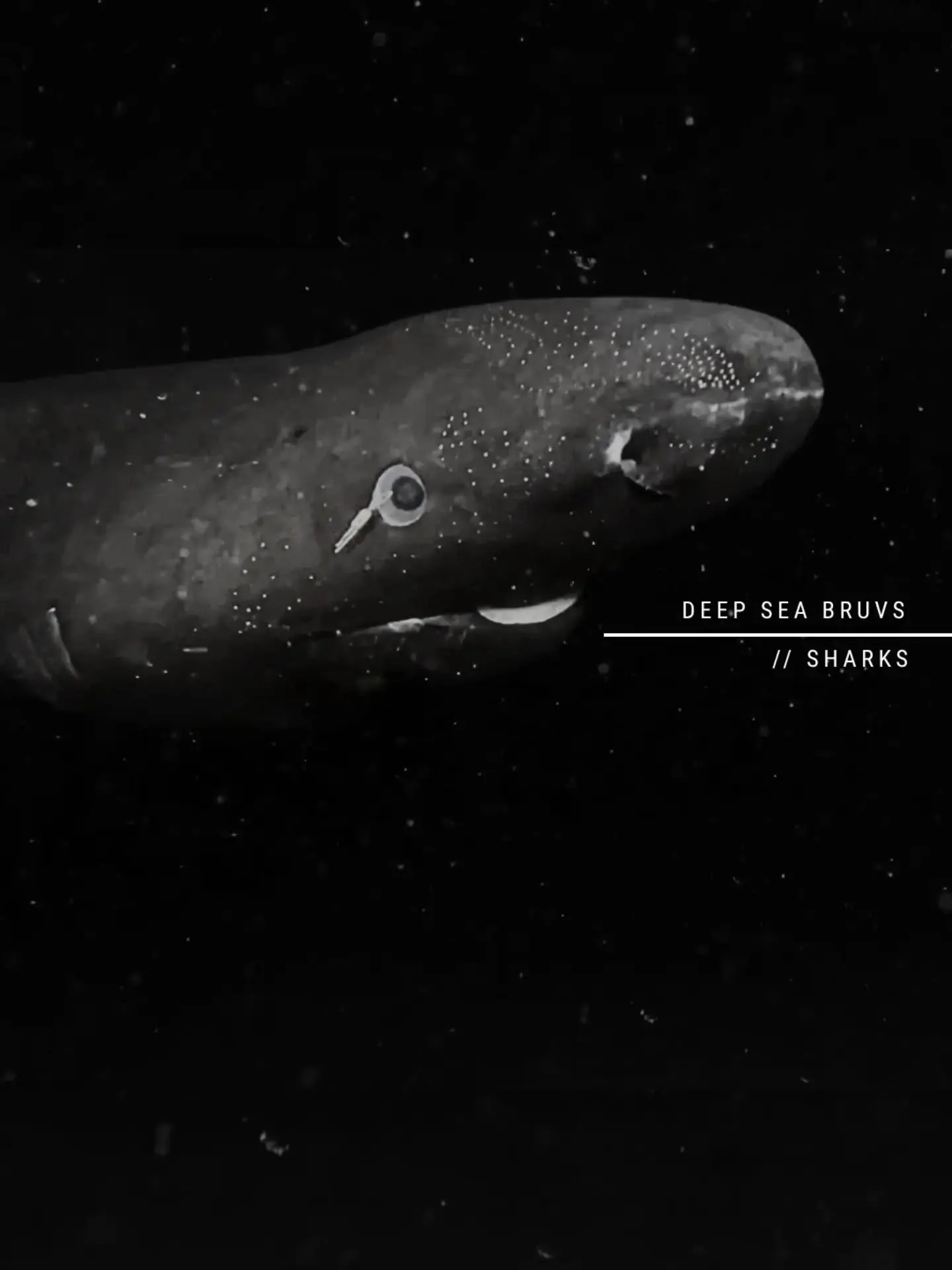Although we recently made @discovery #SharkWeek for some recent work in Japan, our deep sea research has been going on for far longer.

Over the last 8 years, we&rsquo;ve launched deep-sea research in 8 different countries, spending thousands of hour