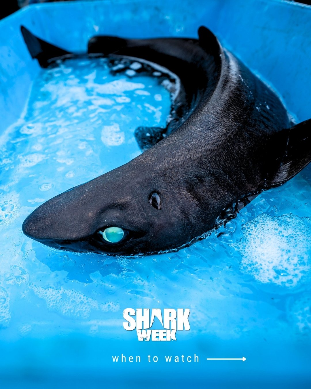 We've got a few familiar faces on the big screen this week. Some of our team will be featured on #SharkWeek this Tuesday at 8pm EST! Make sure you tune in for a mysterious and interesting glimpse into the world of sharks.