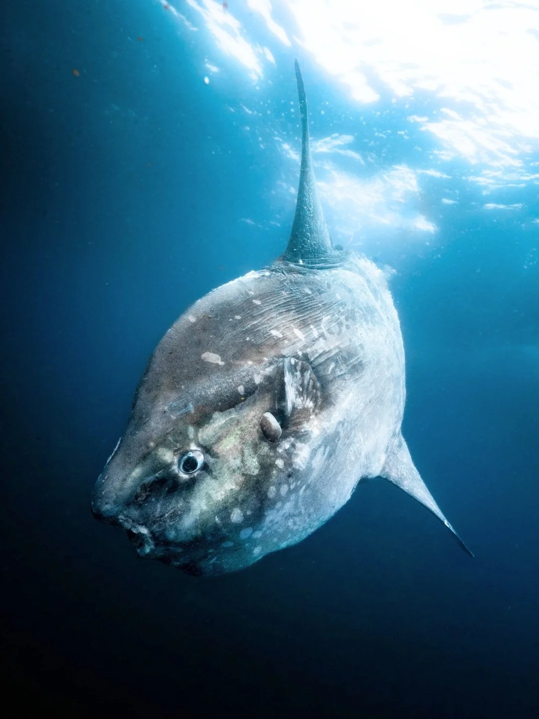 Update From the Field // Our team has recently completed more field work in the Cape. The Mola Project has been underway for 5 years now as we continue to gather more information about this mysterious fish. Our understanding of its amazing qualities 