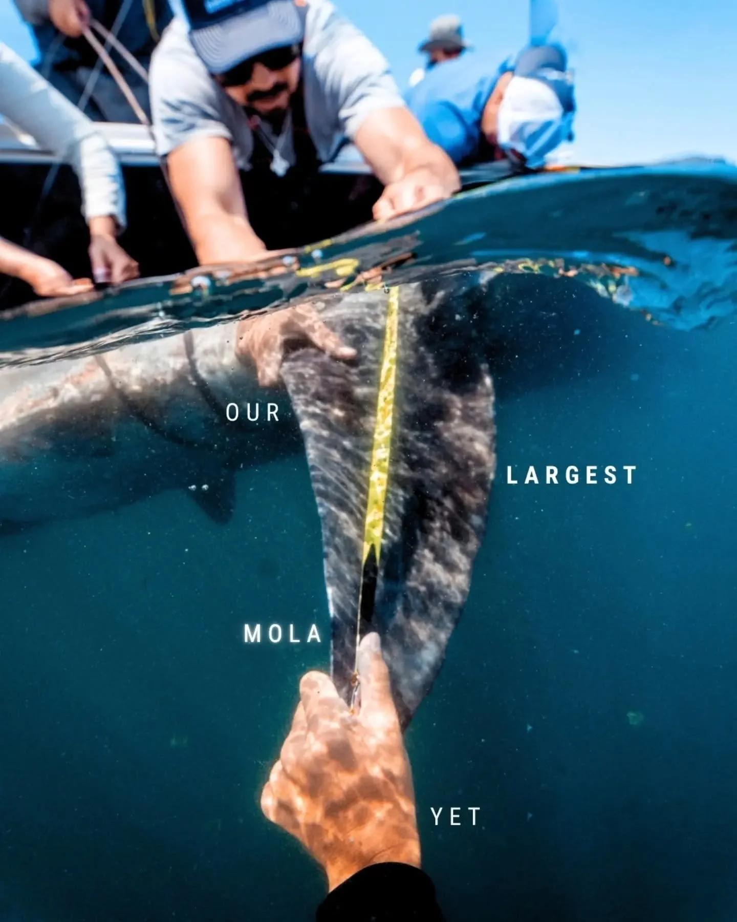 This year on our continued Mola project, we tagged our largest yet. Measuring a length of 238 cm, this fish is getting close to the size of a VW Beetle. Often, while tagging an animal of this size, we find ourselves making sure we are keeping the boa