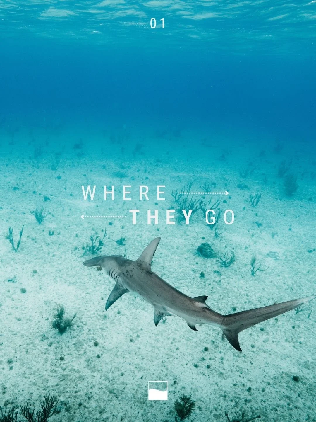 We look at our research through different lenses to better understand the ocean giants we study&mdash;and the ecosystems they move through.

Where they go is one of those lenses, but it&rsquo;s about more than just a location.
Movement tells us where