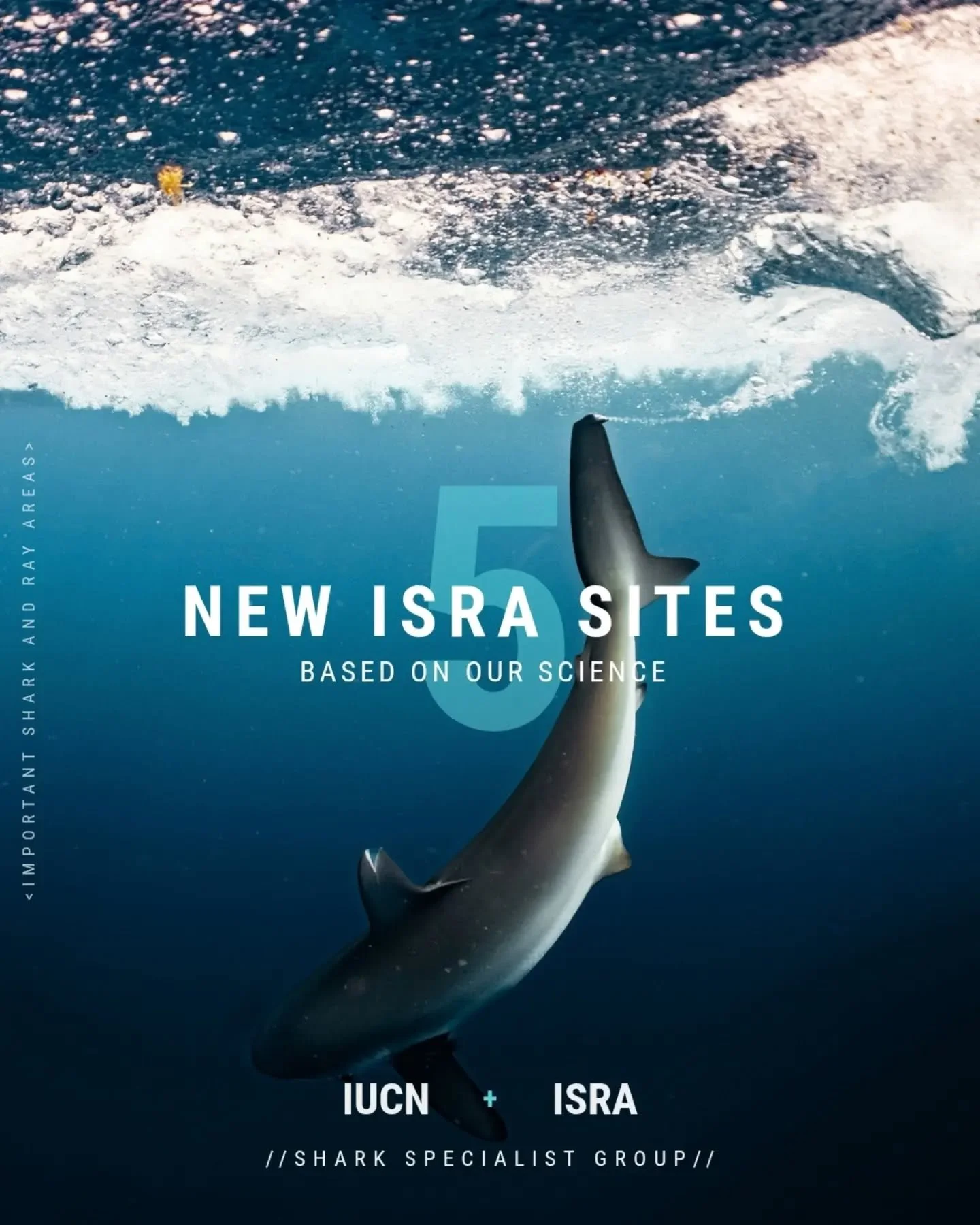 Five newly identified important shark and ray areas. Five areas to which Beneath The Waves contributed data and expert analysis.

The latest IUCN + ISRA update identifies 259 important areas across North America and Caribbean Waters - mapping places 