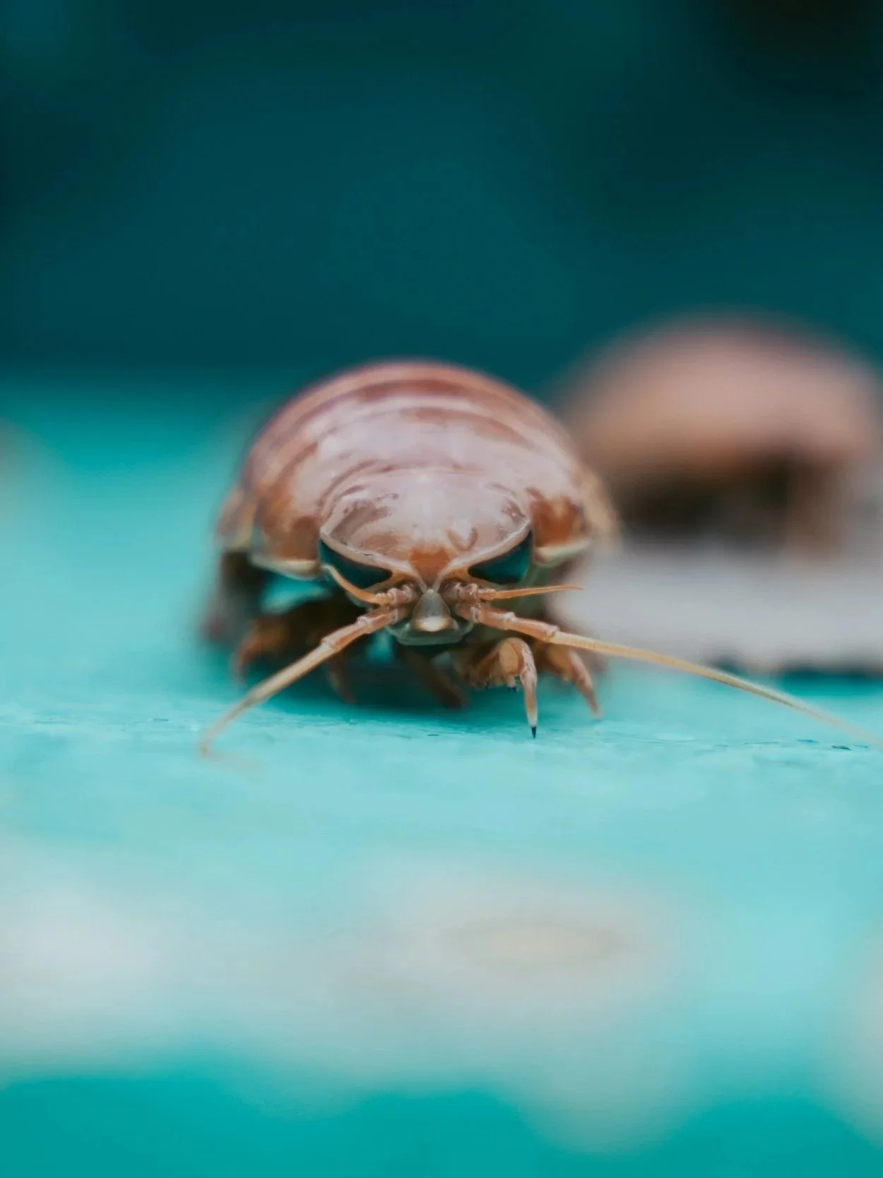 A close-up view of a deep-sea isopod from Japan.