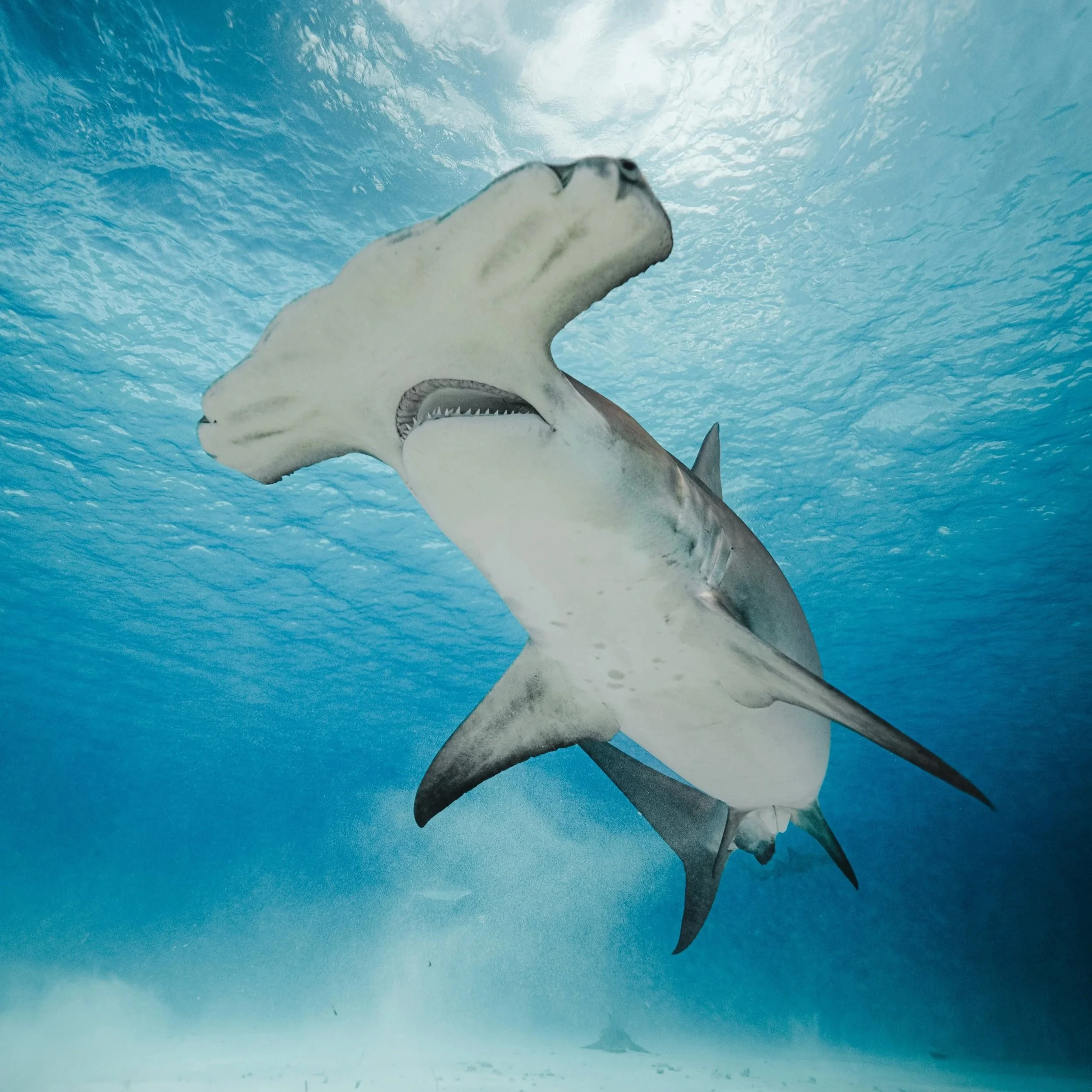 Great hammerhead shark (Sphyrna mokarran) in The Bahamas.