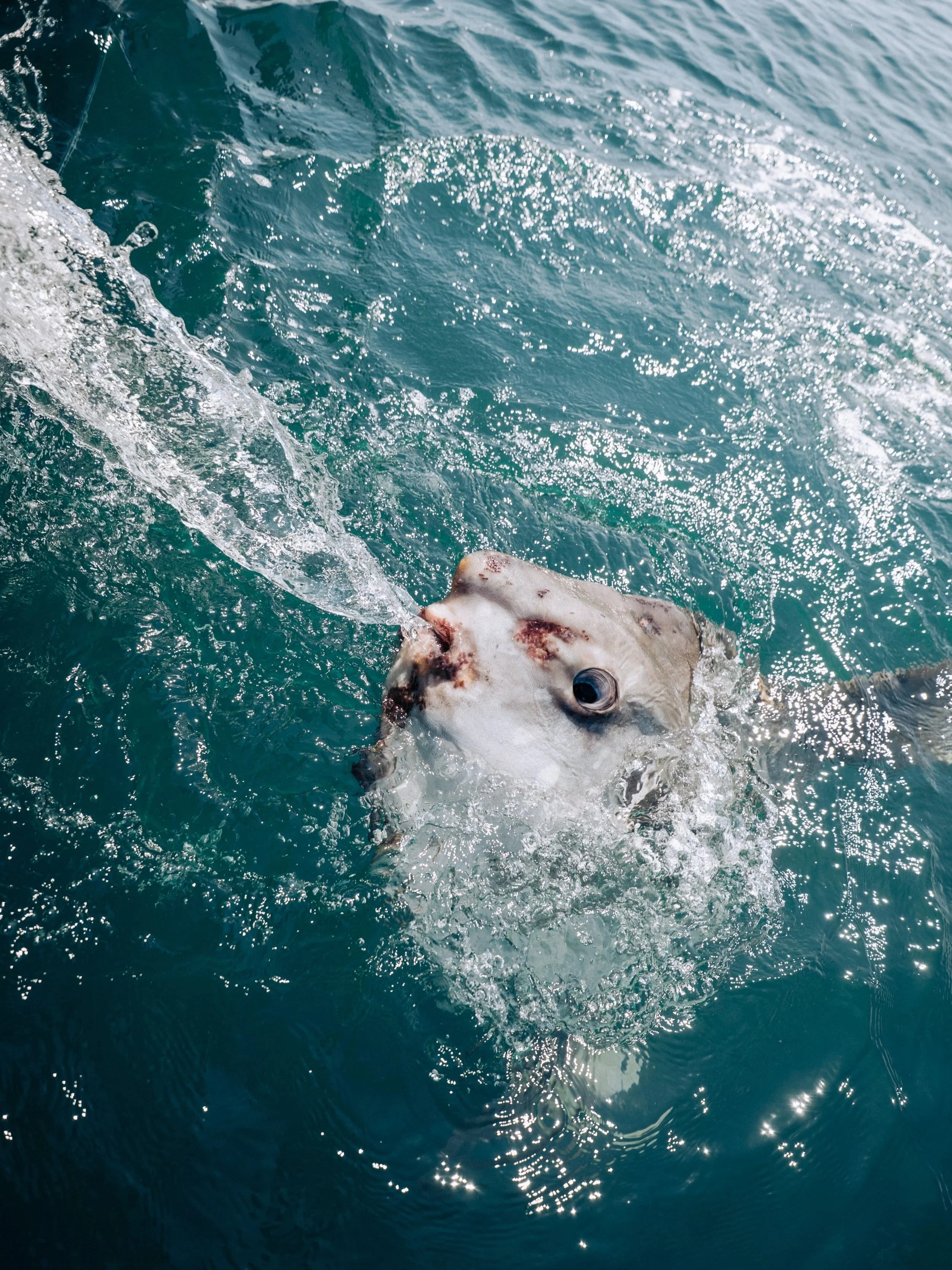 An ocean sunfish (Mola mola) shooting water from its mouth.