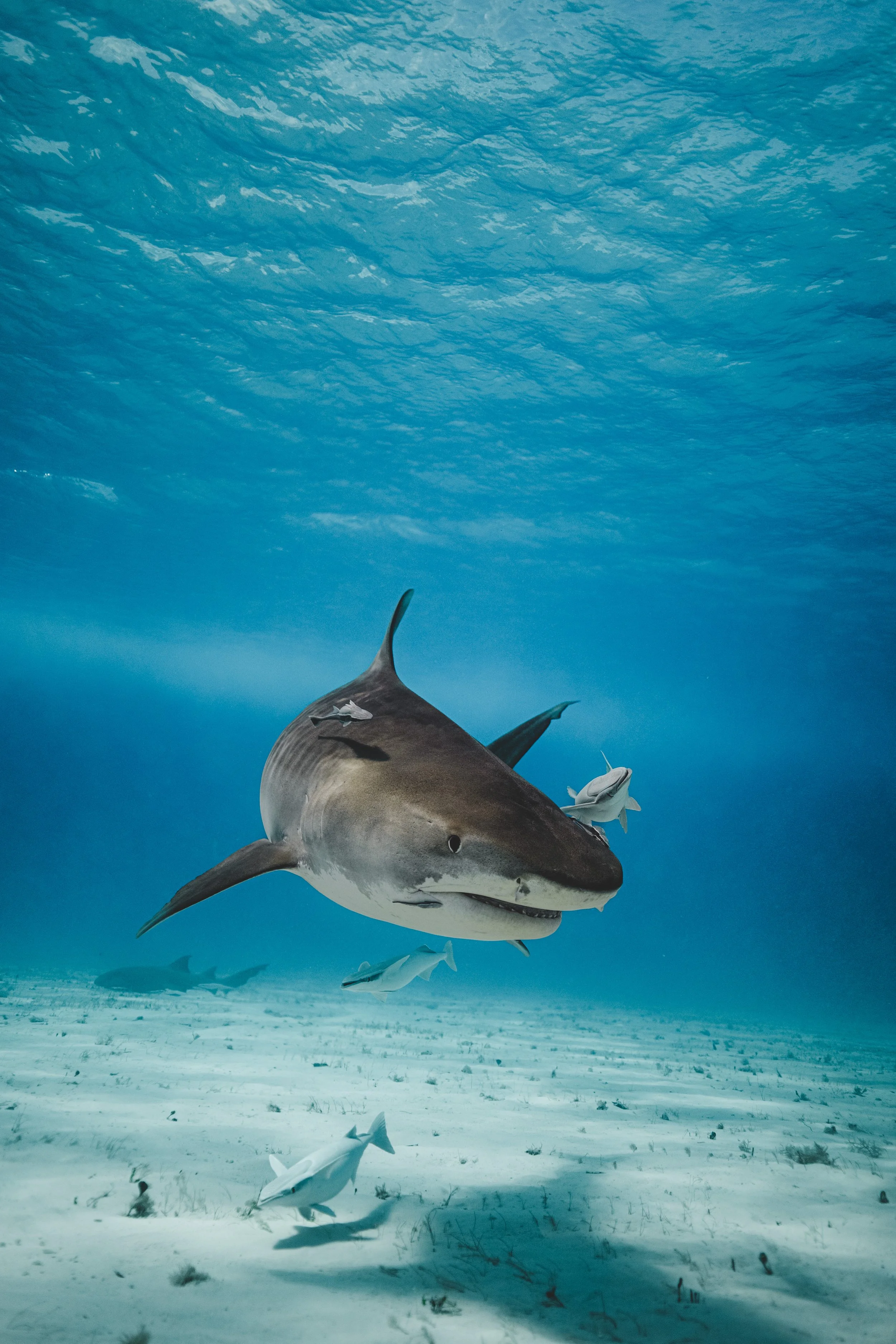 Tiger shark (Galeocerdo cuvier) in The Bahamas.