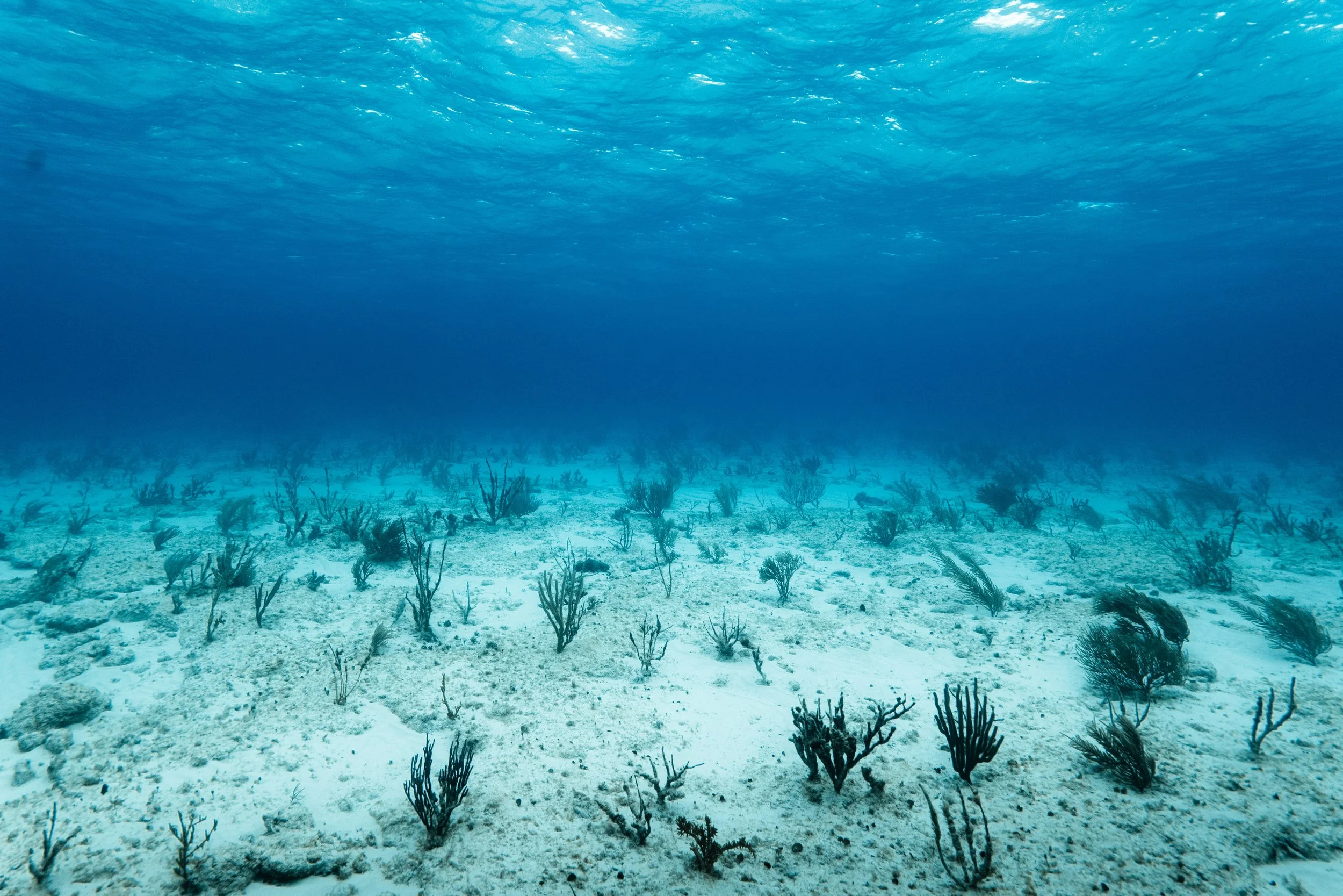 The clear, blue waters of The Bahamas.