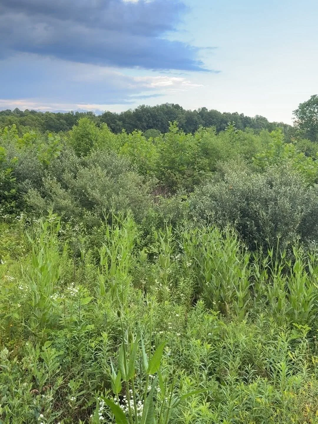 Lush green field with tall grass and dense shrubbery, under a partly cloudy sky