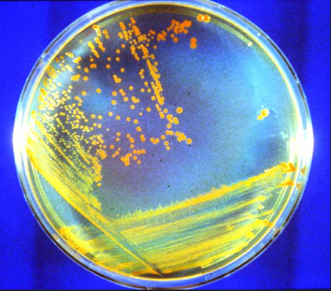 Biological Testing