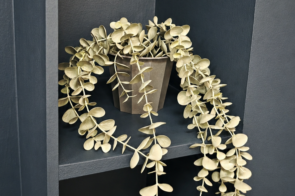 A potted plant with cream-colored, rounded leaves resting on a dark gray shelf in a corner.