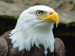eagle.webp