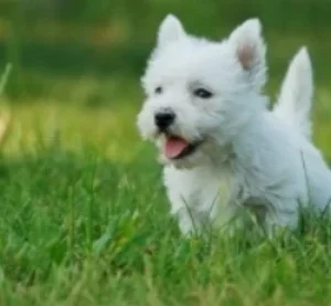 puppypacks-lifestyle-700x649.webp