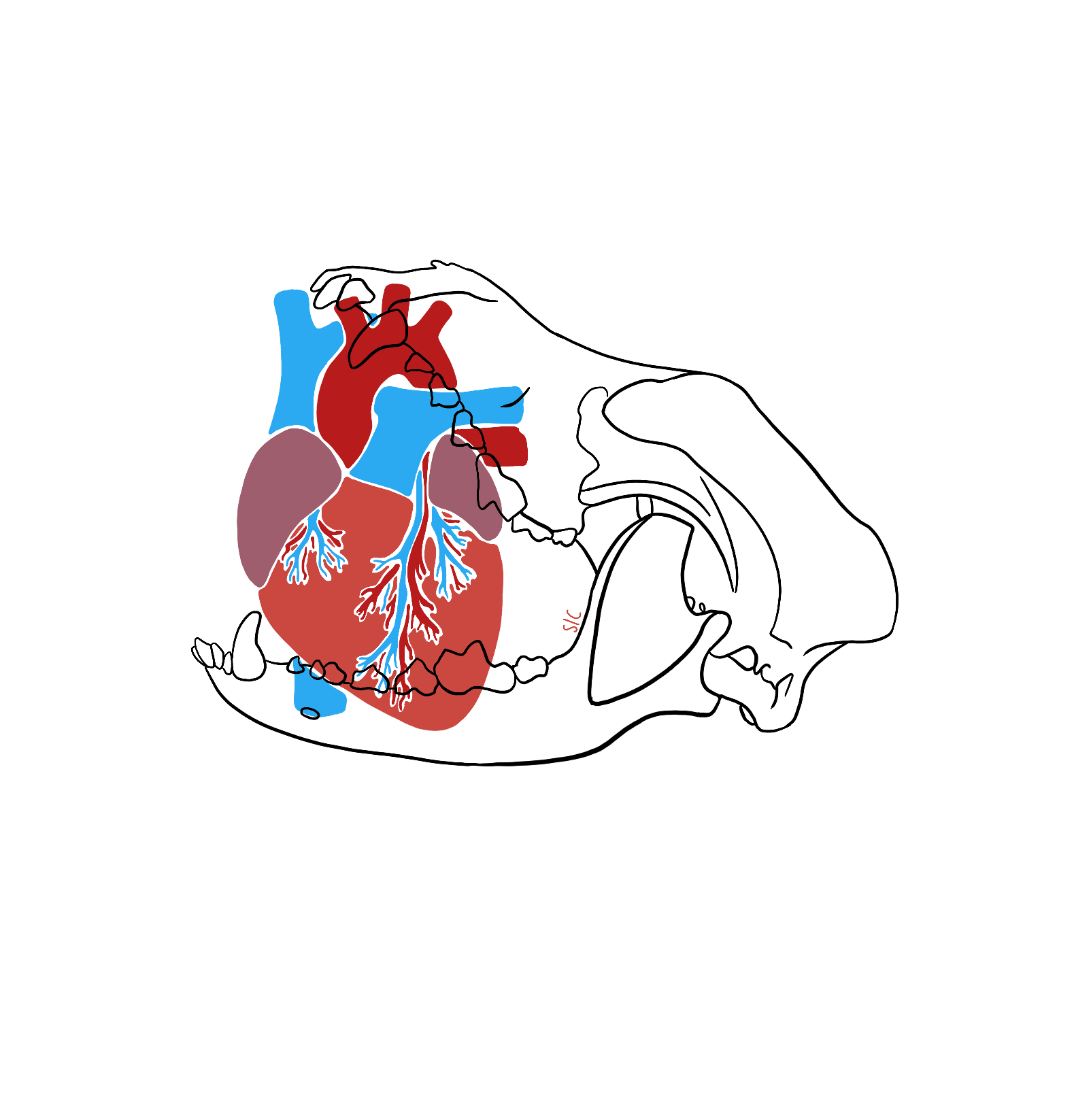 Heartbeat