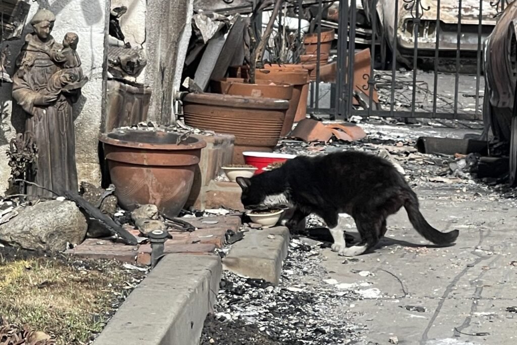 A black and white cat eating from a bowl outside among broken pots and debris, with a statue of a person on the left and a damaged gate in the background.